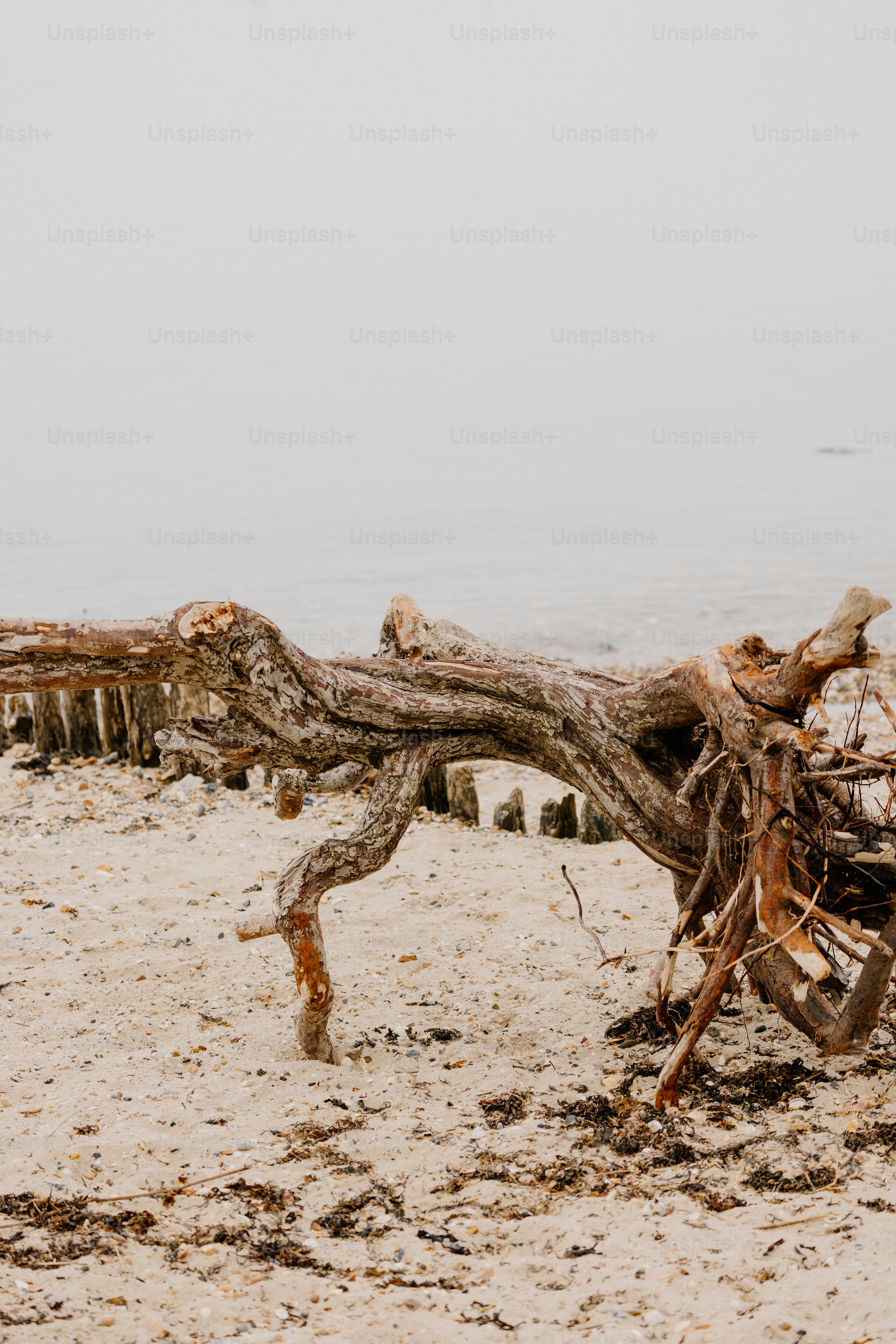 Driftwood lies on a sandy beach.