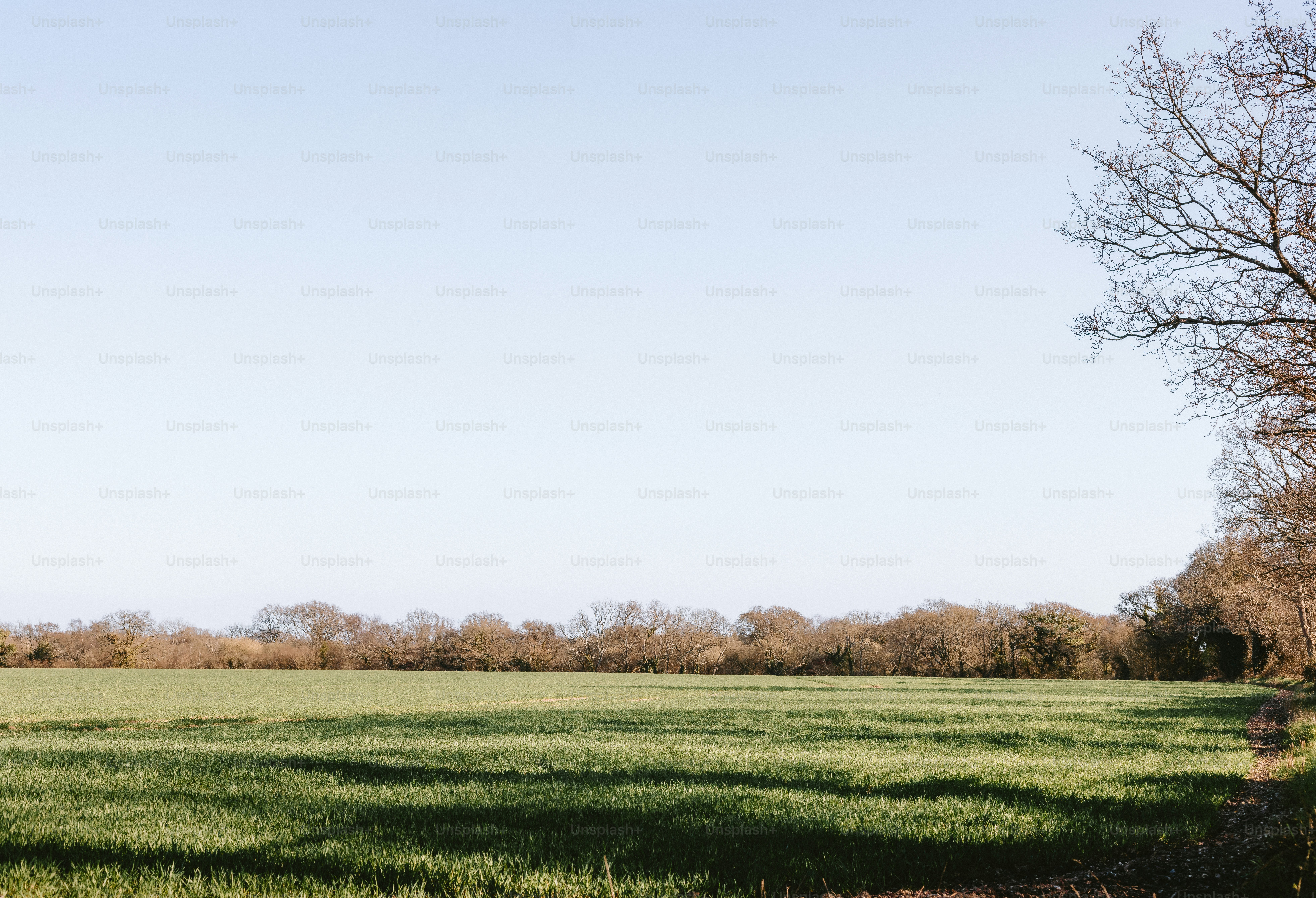 A green field with a line of trees. photo – Spring Image on Unsplash