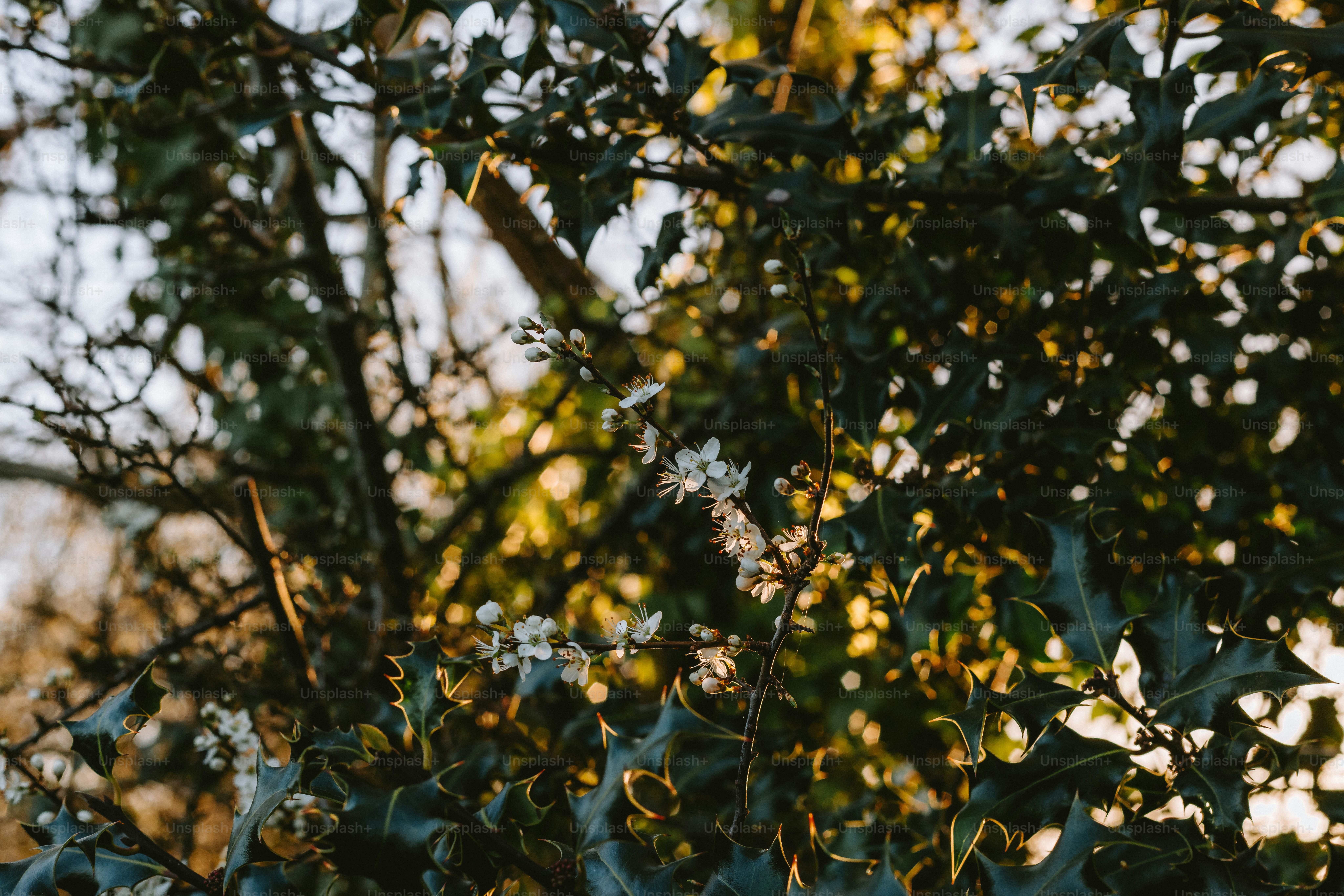 Branches with white flowers and green leaves.