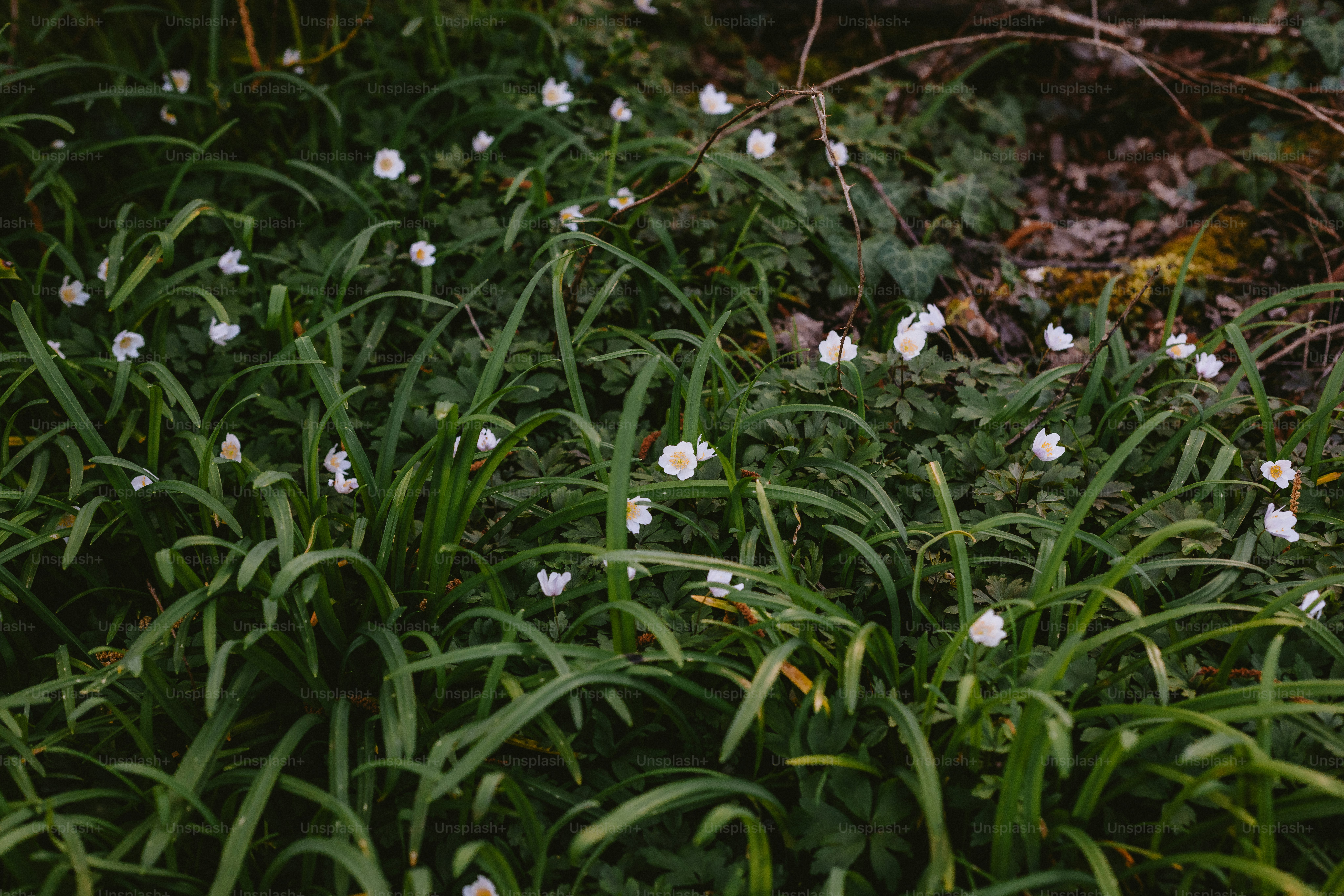 White flowers bloom amidst green grass.