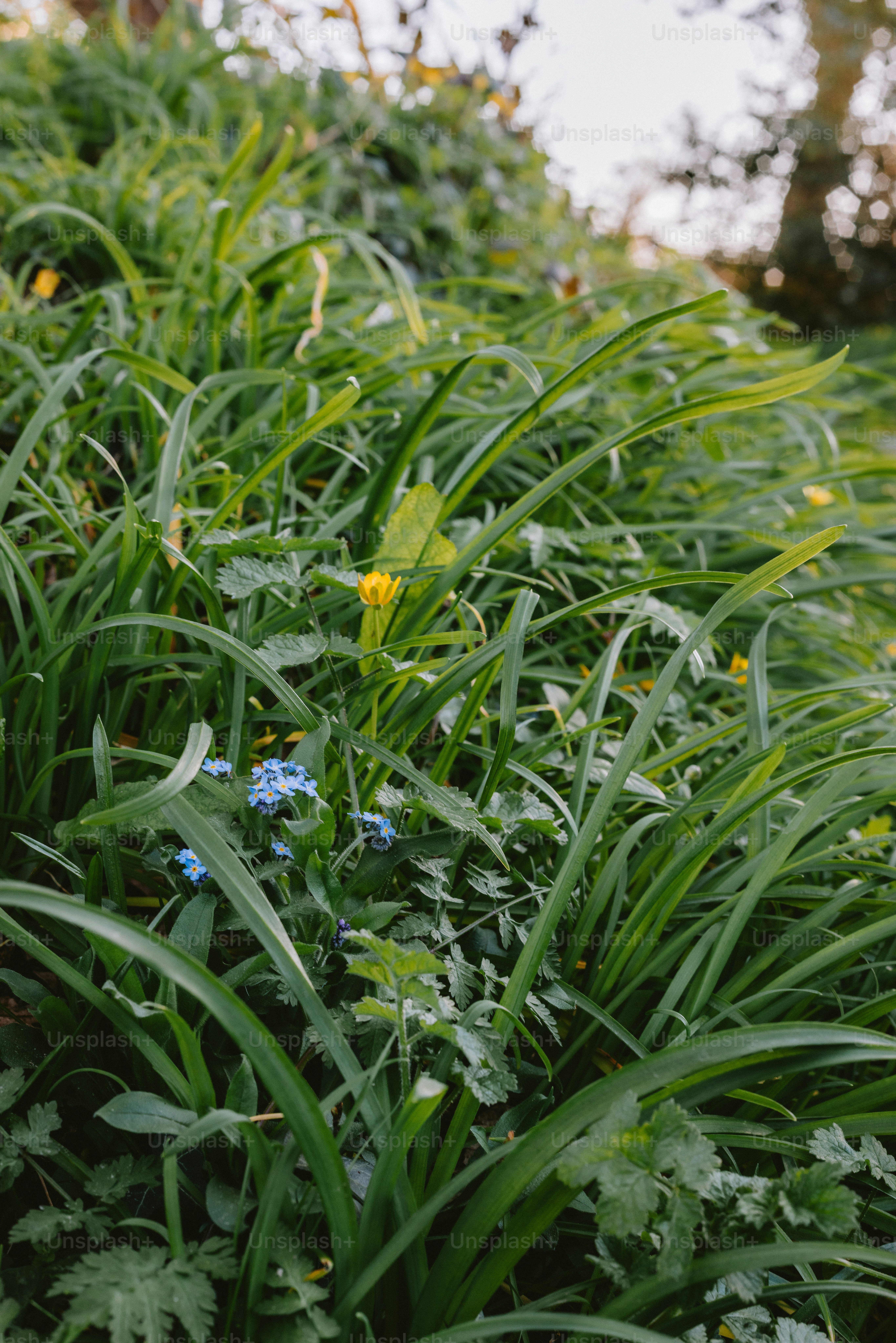 Lush green grass surrounds wildflowers in nature.