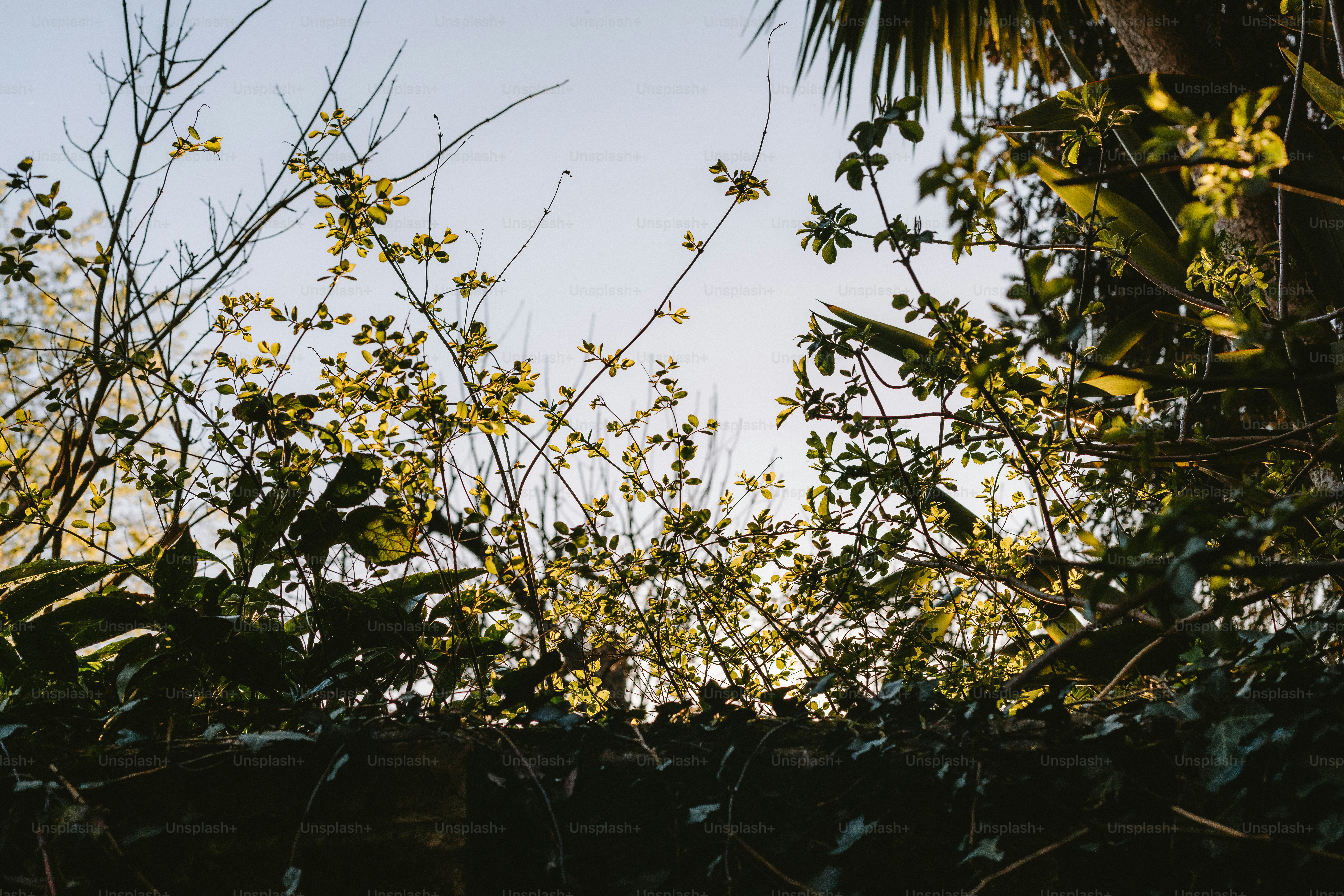 Bramfield, South Australia