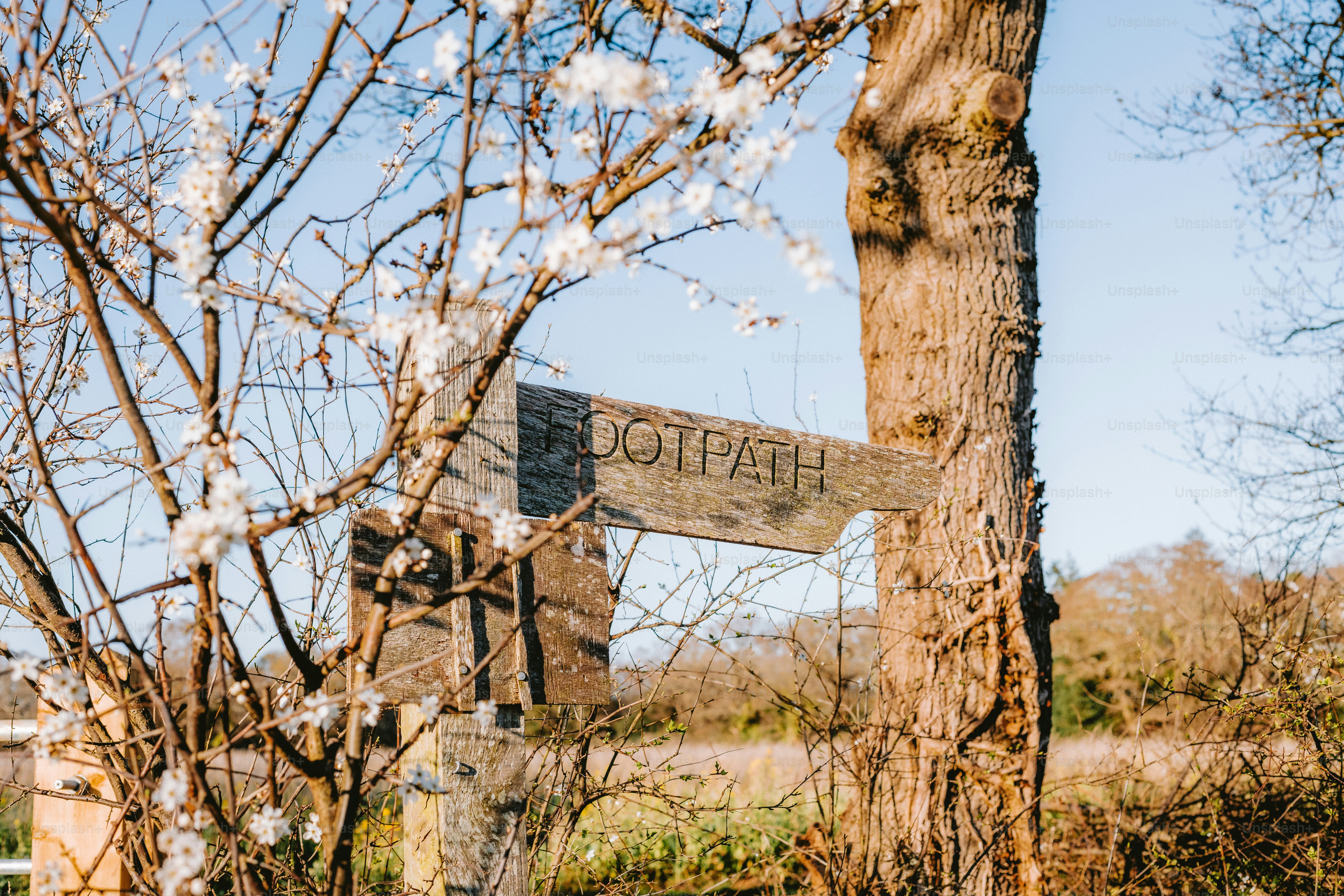 A footpath sign is attached to a tree. photo – Spring Image on Unsplash