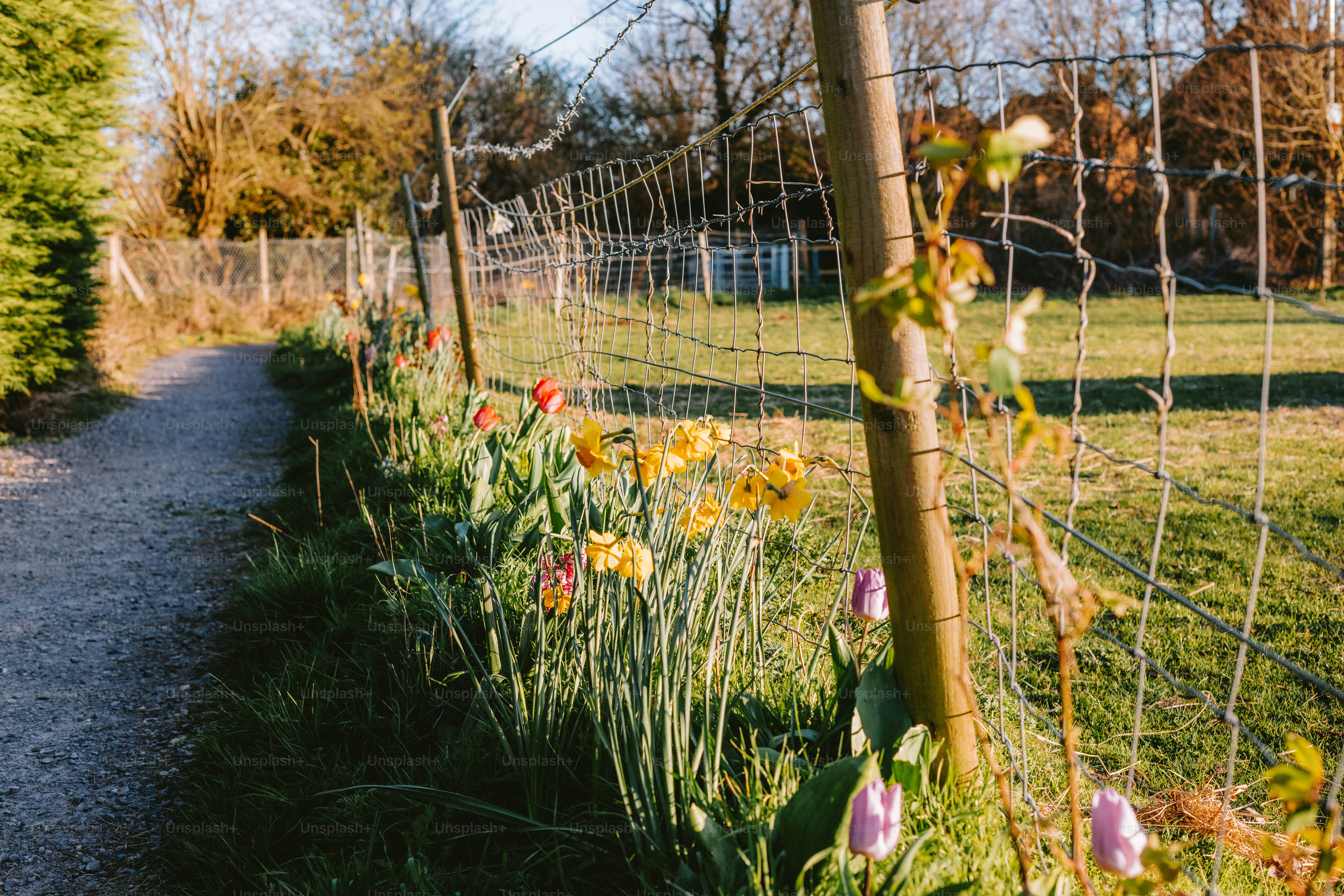 Flowers bloom along a garden path and fence.