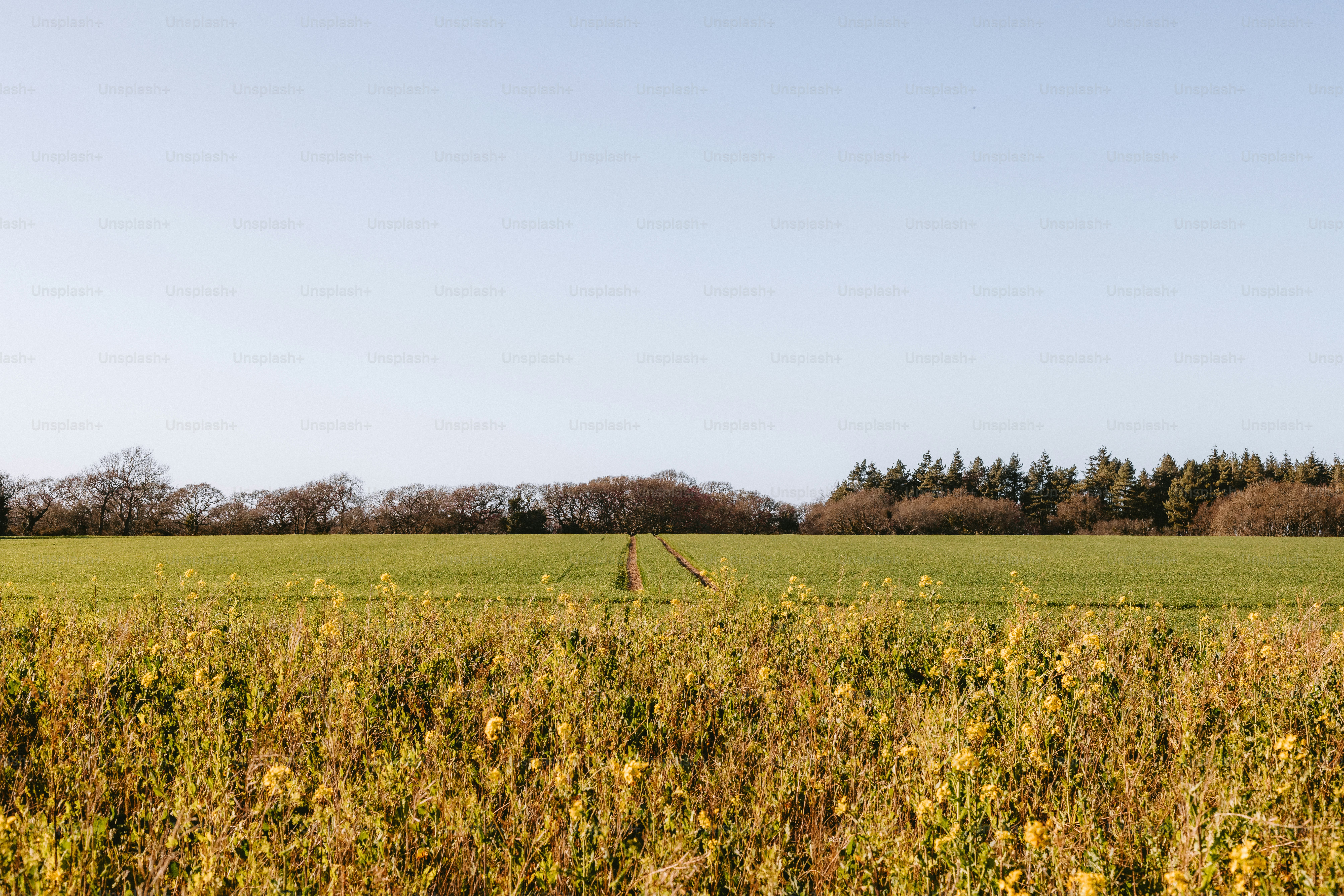 Vast field with a distant line of trees.