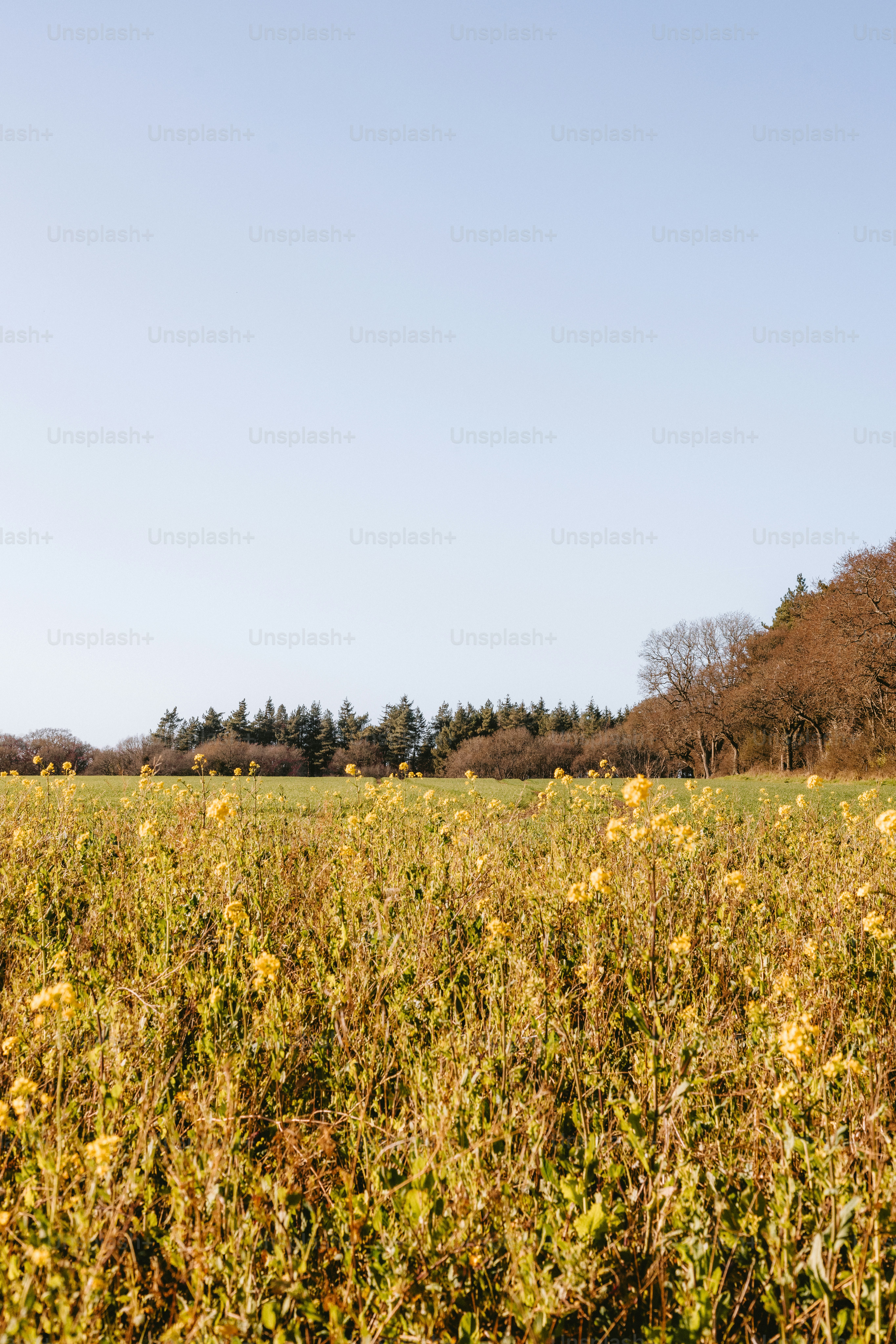 Yellow flowers bloom in a field under a blue sky.