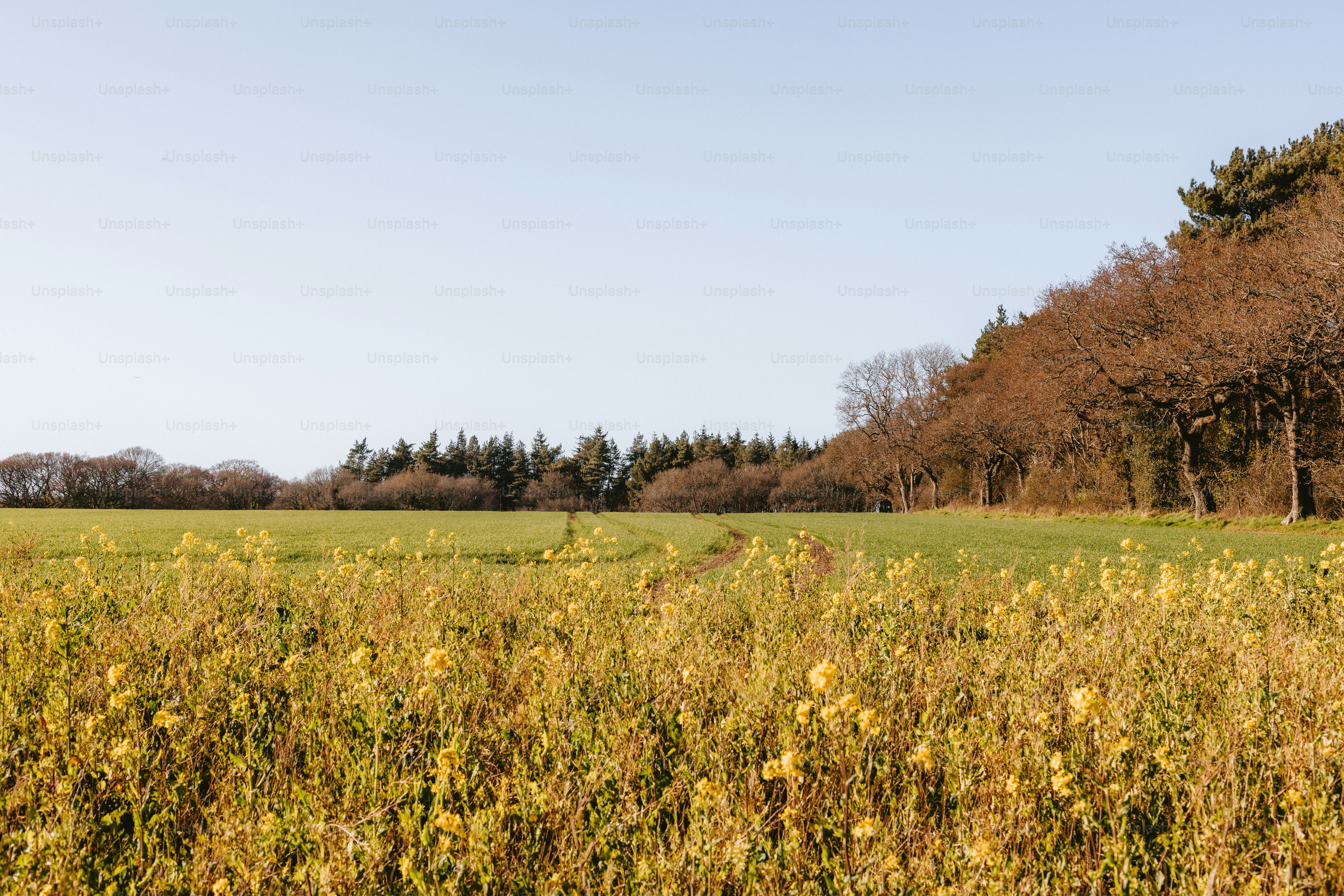 A field of yellow flowers faces a forest.