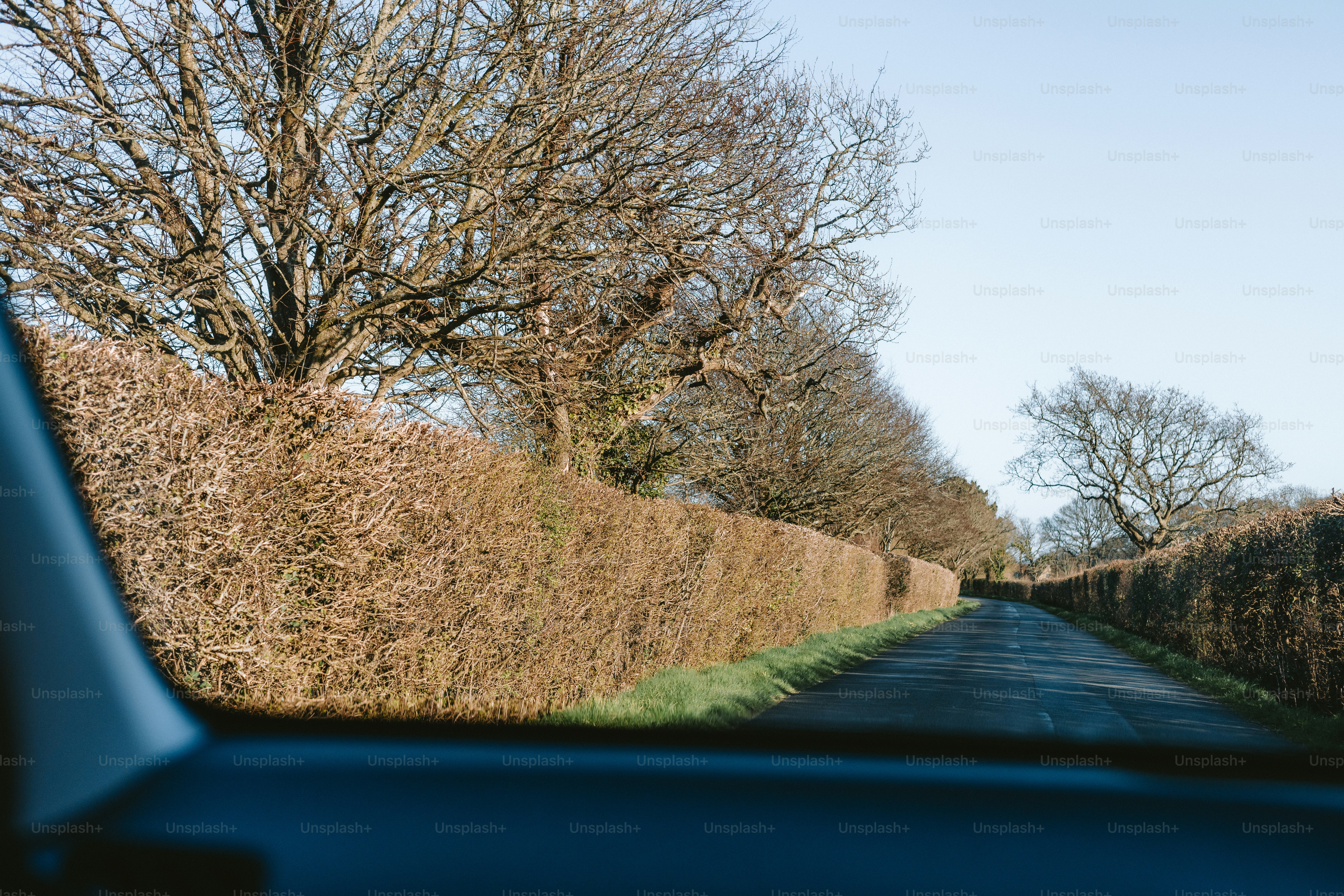 A road through barren trees and a hedge.