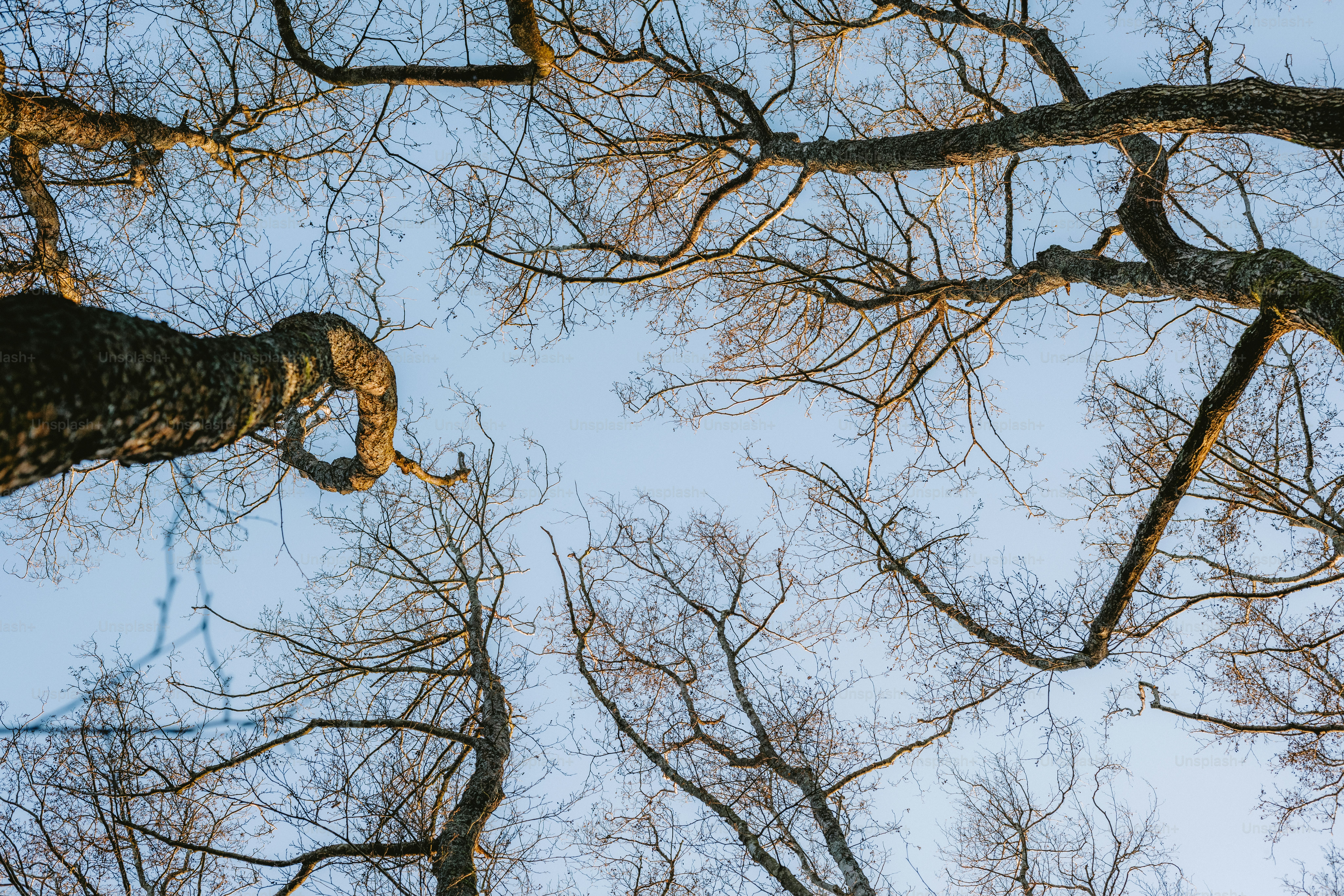 夜に木に座っている2羽のフクロウの写真 – Unsplashの動物の無料画像