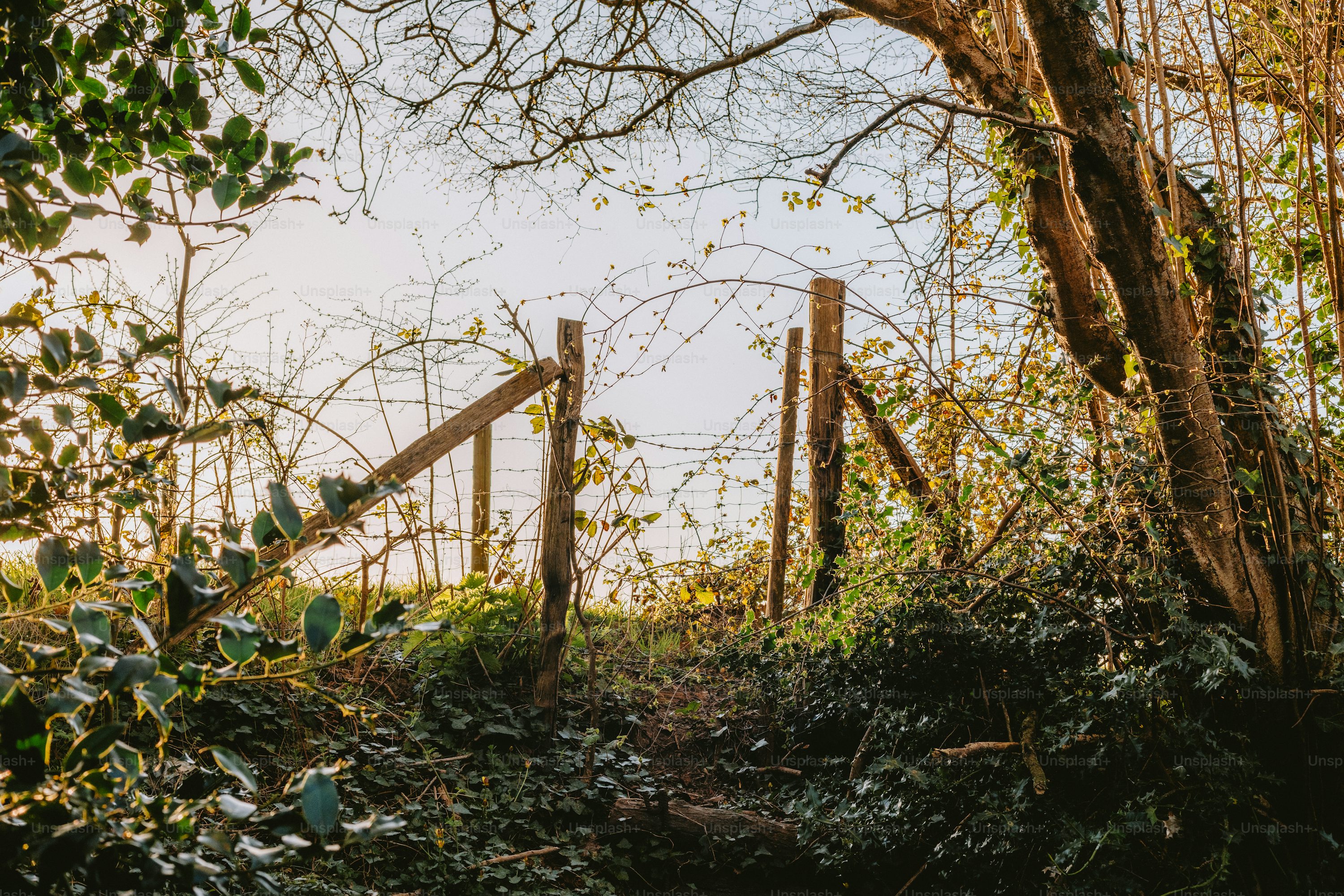 A wooden gate leads to a sunlit clearing.
