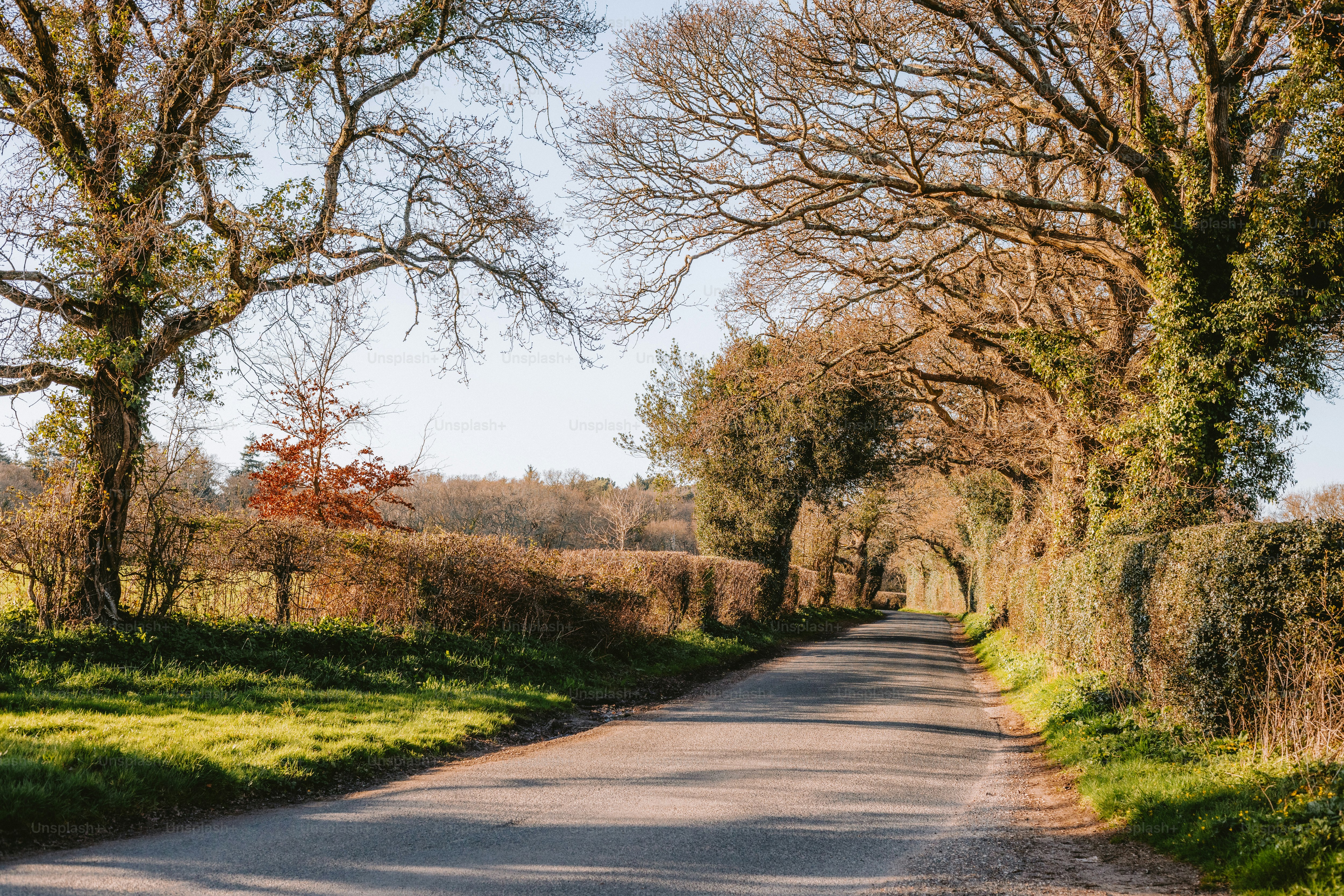 Una strada fiancheggiata da alberi e siepi.