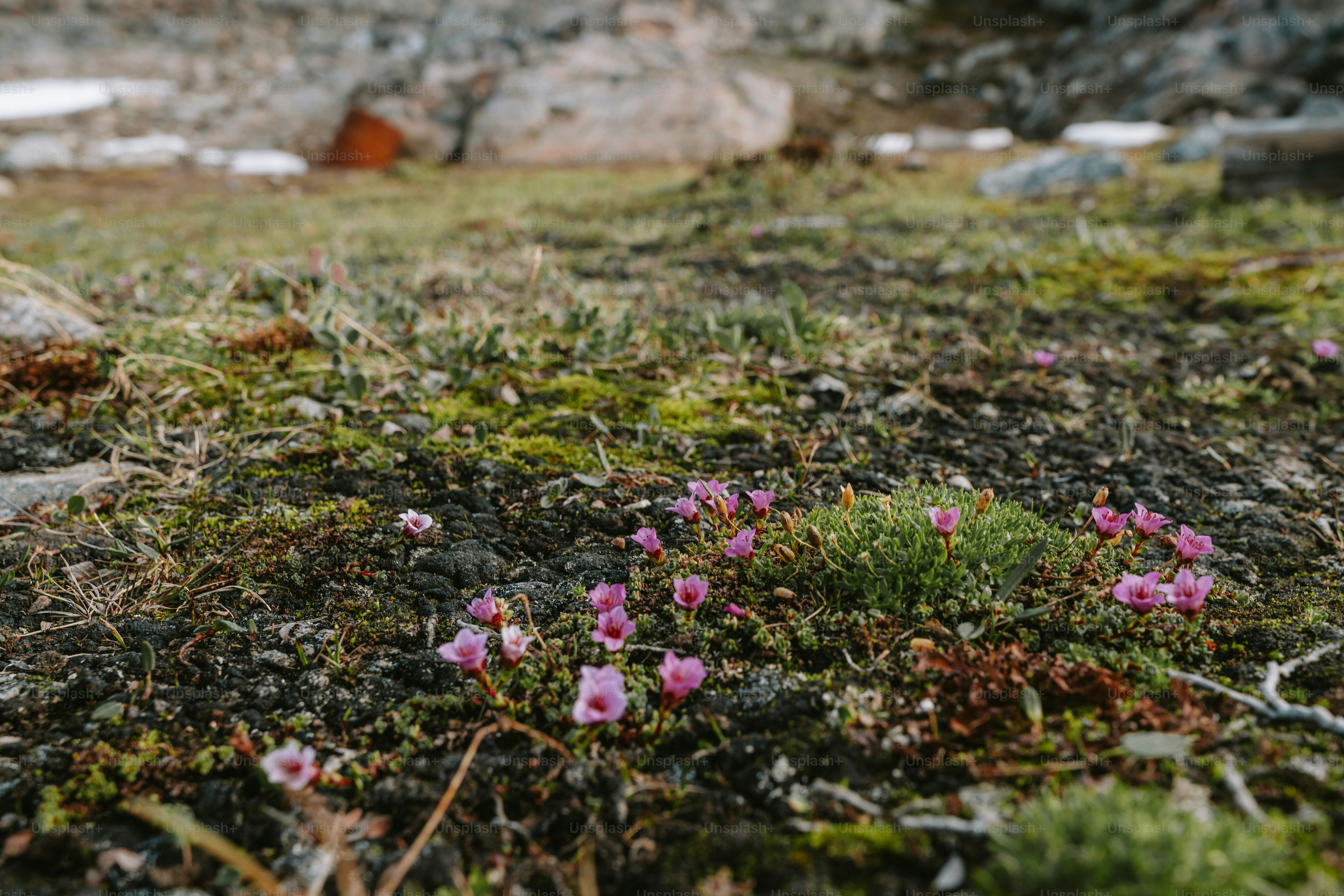 Tiny pink flowers bloom in a grassy landscape.