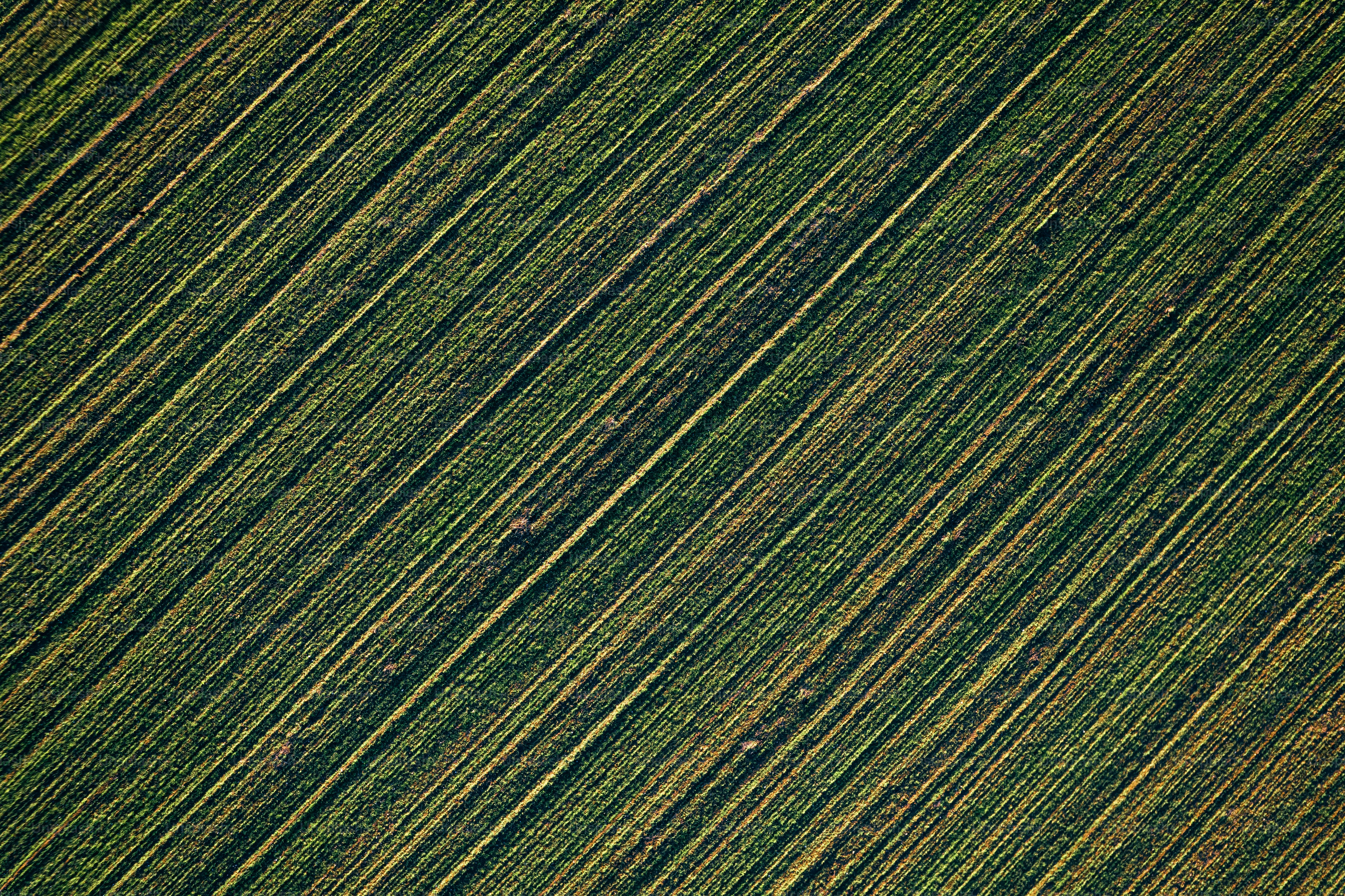 Diagonal rows of grass fill the image.