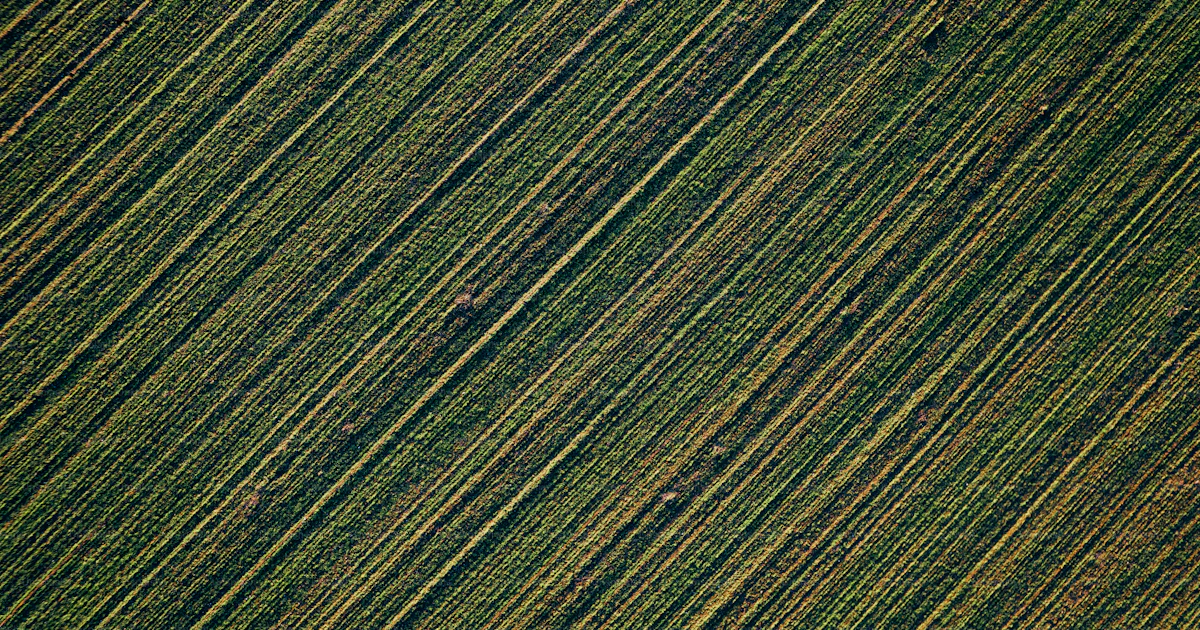 Diagonal Turf Pattern Diagonal rows of grass fill the image. photo – Wallpaper Image on Unsplash