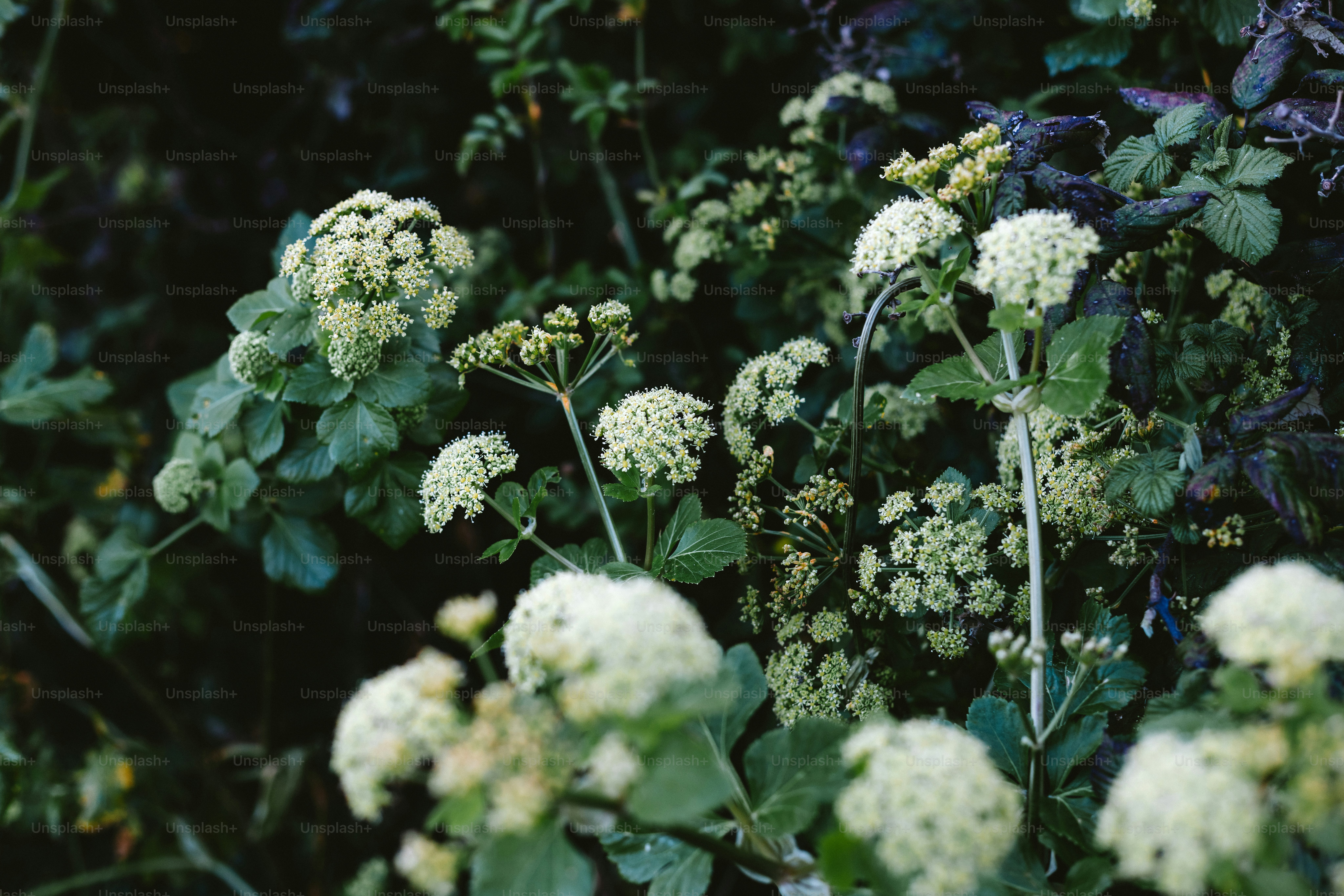 White wildflowers bloom amongst green foliage.