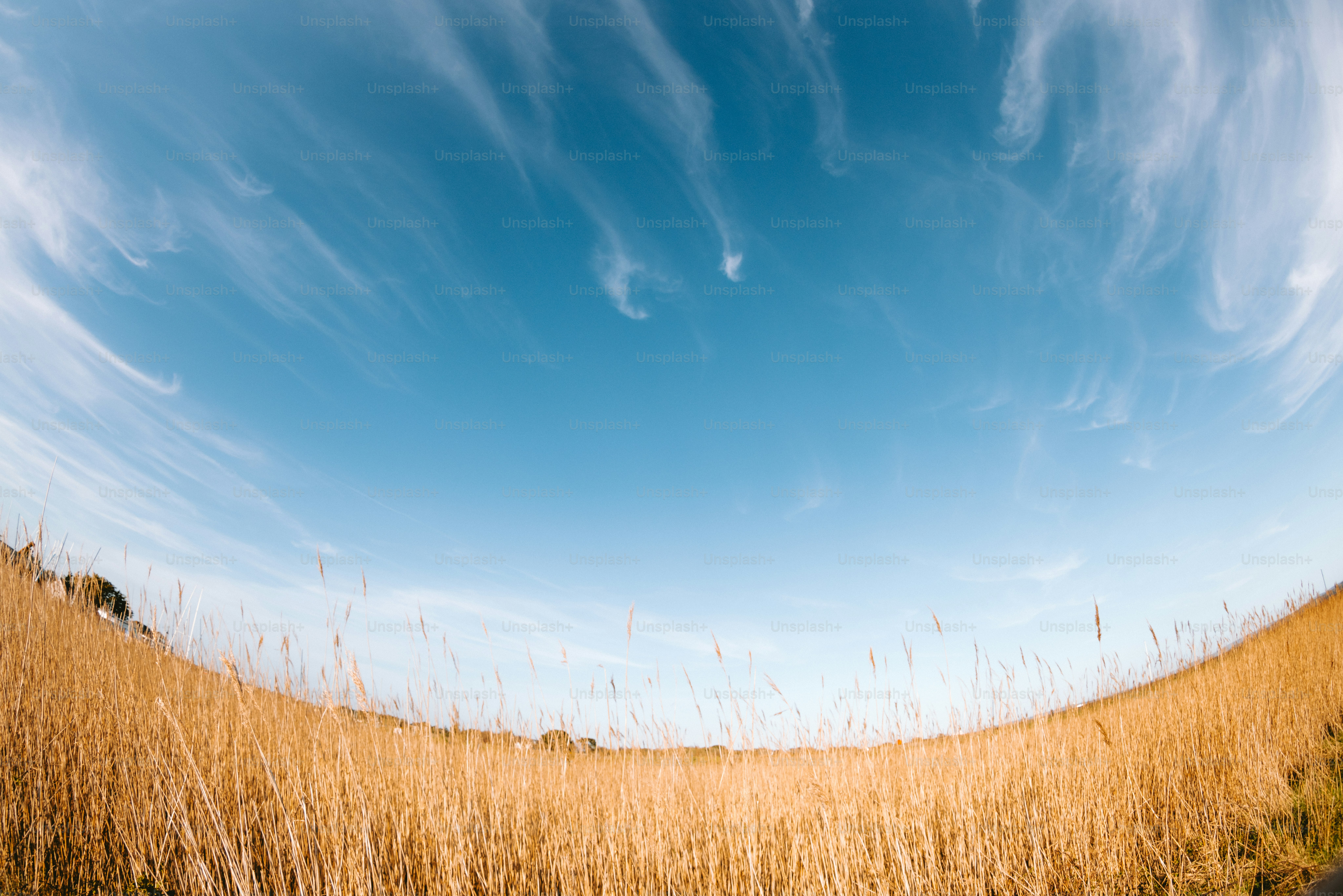 Golden field under a blue sky with wispy clouds.