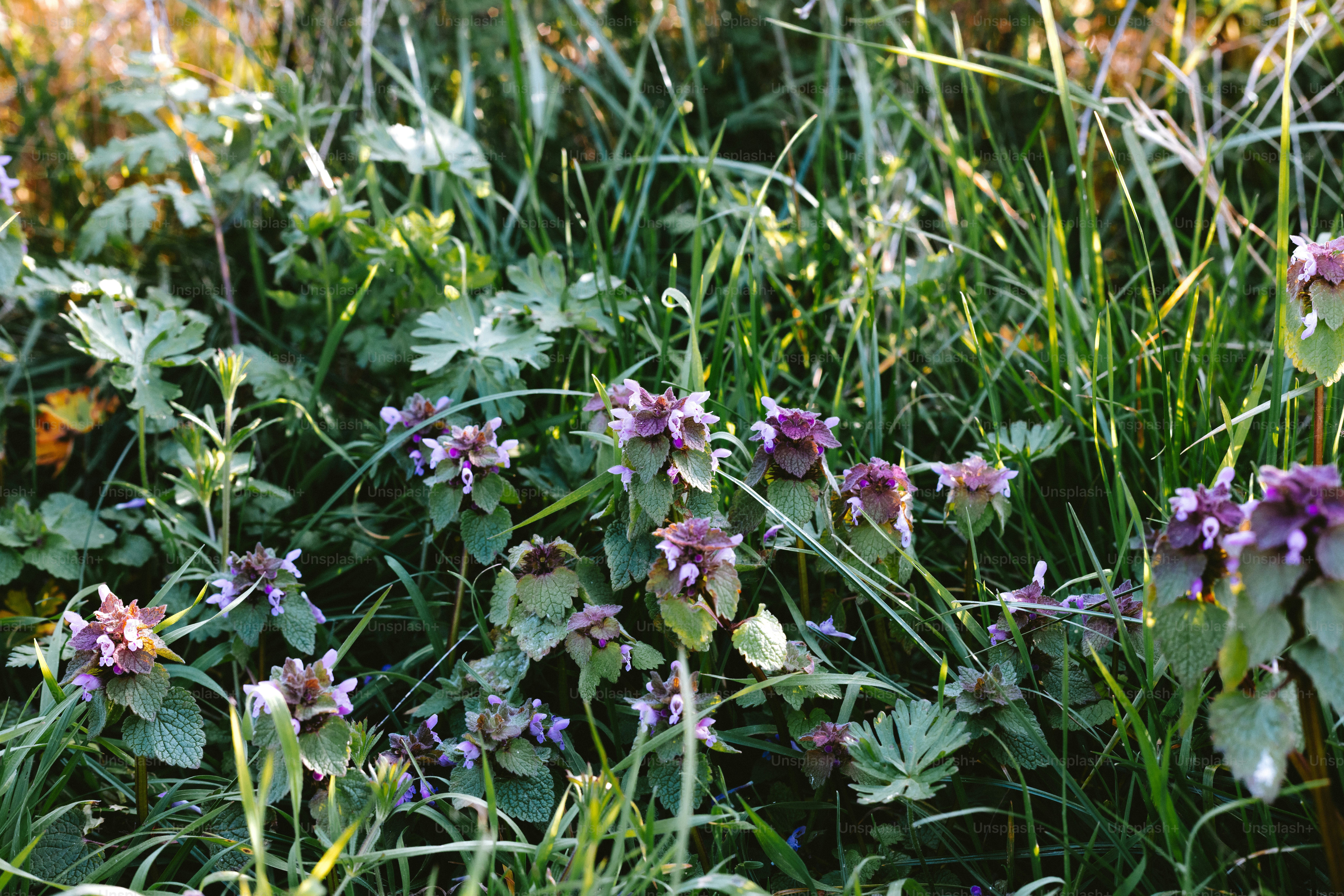 Purple flowers bloom among green grass and foliage.