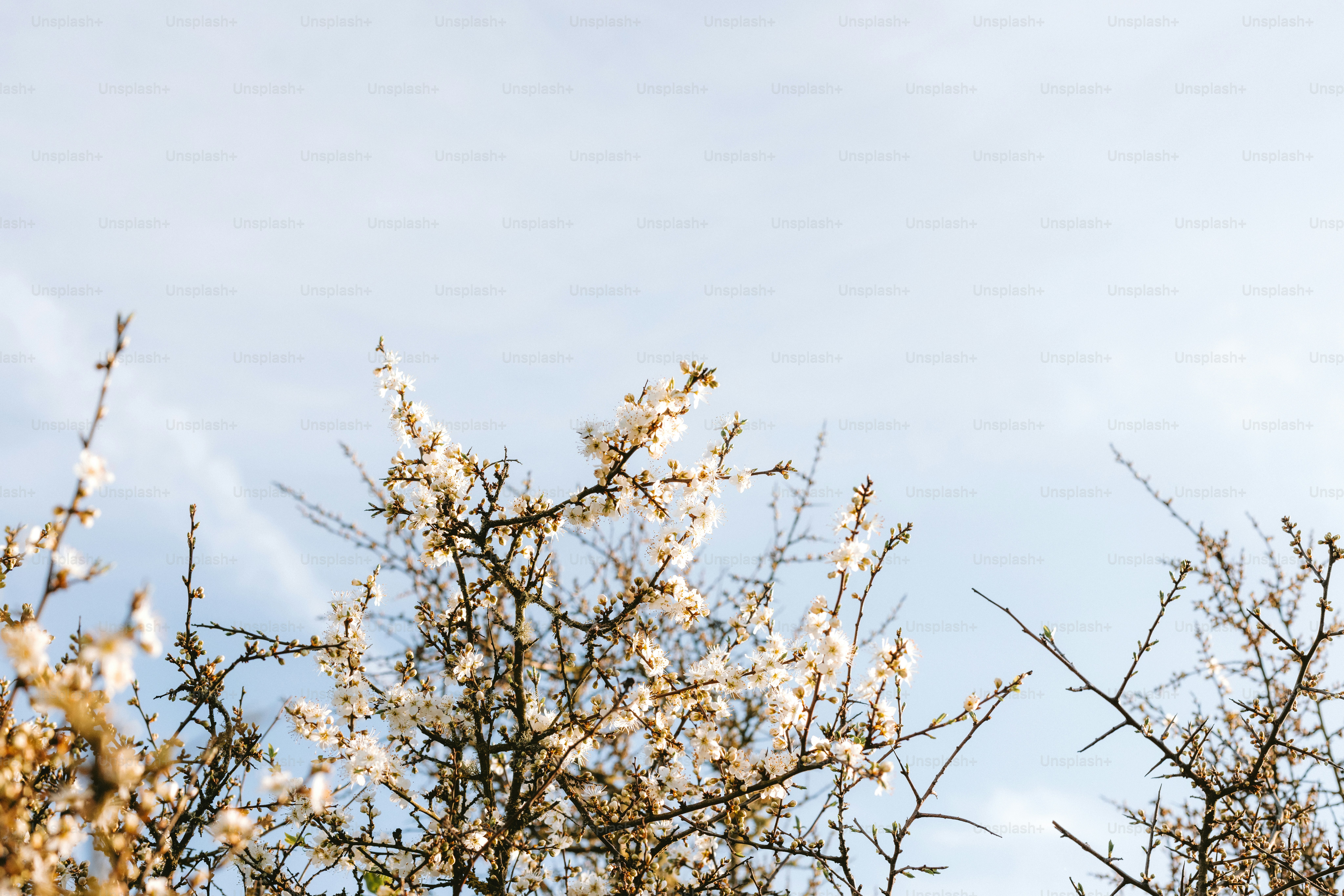 Blooming branches against a bright, pale sky.