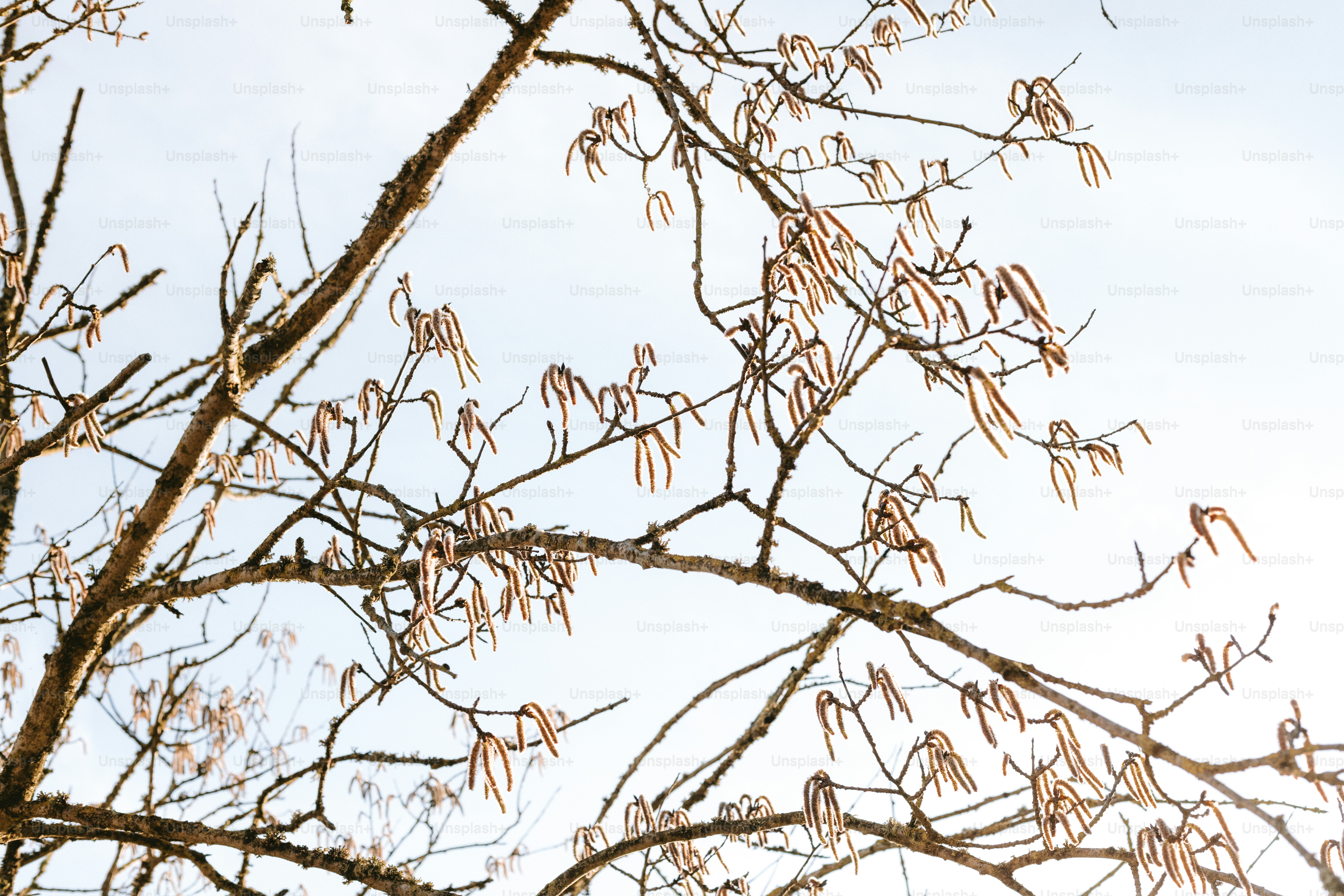 Tree branches with catkins against a bright sky.