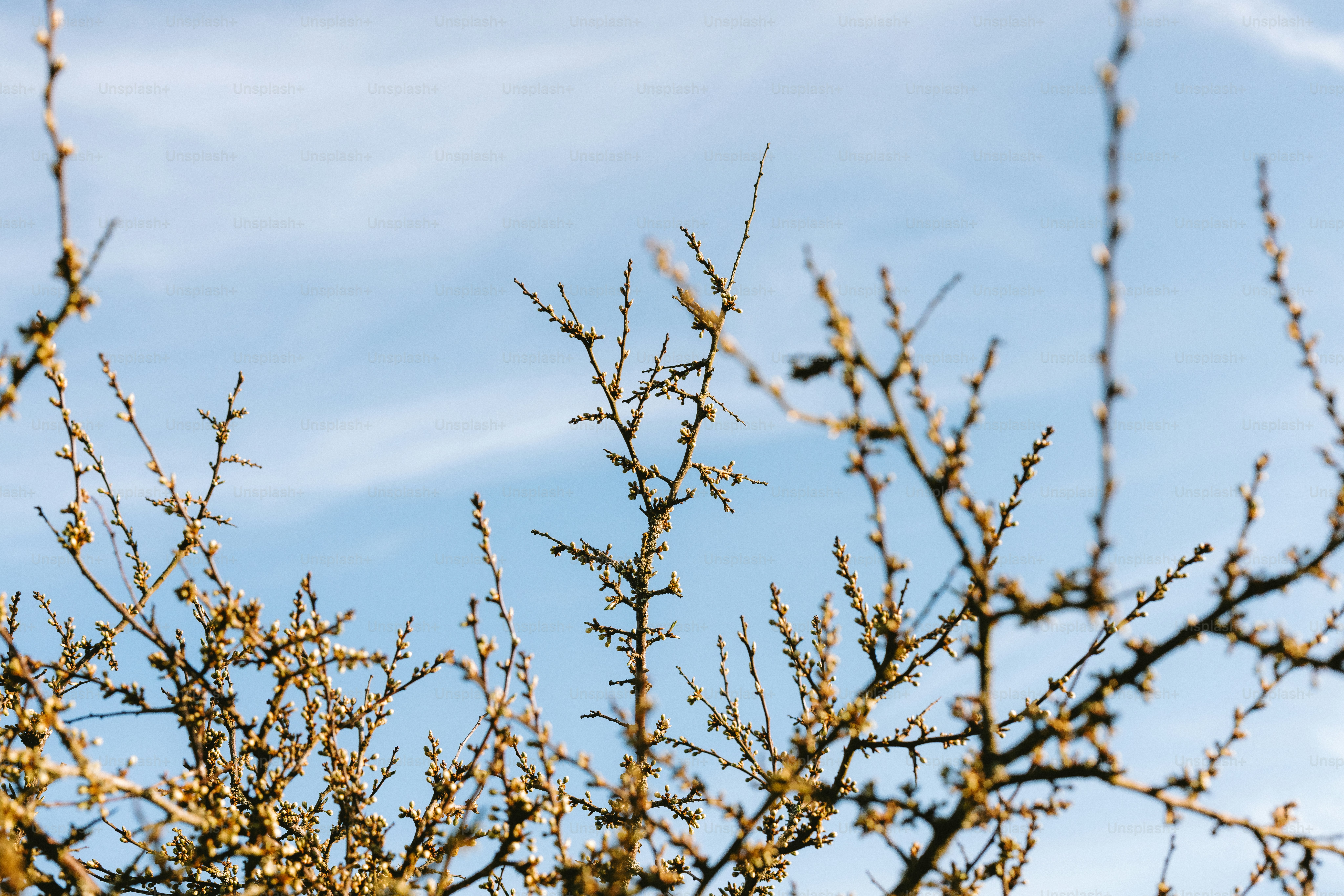 Bare branches against a partly cloudy sky.