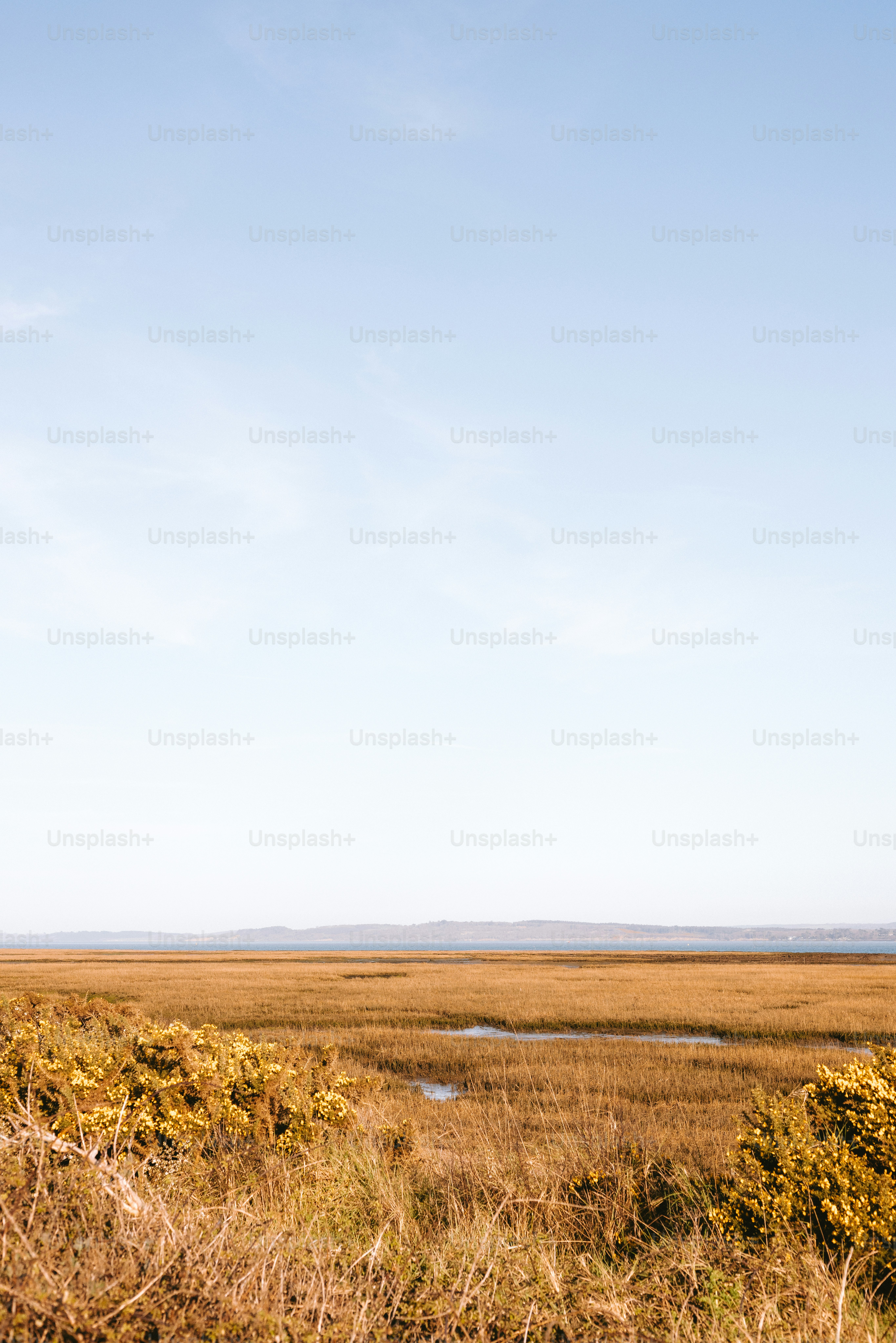 Open field with a clear sky in the background.