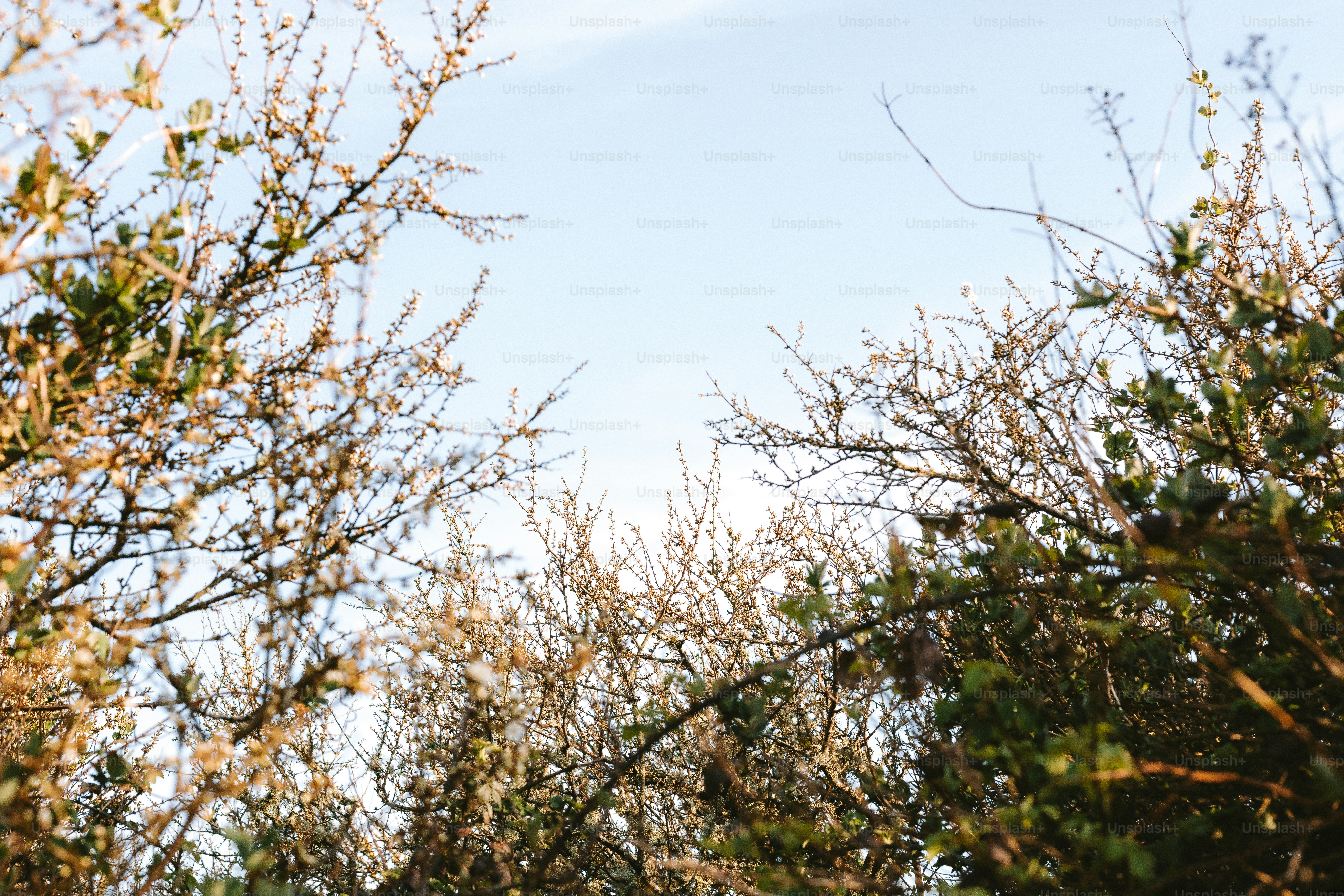 Branches frame the sky's soft blue.