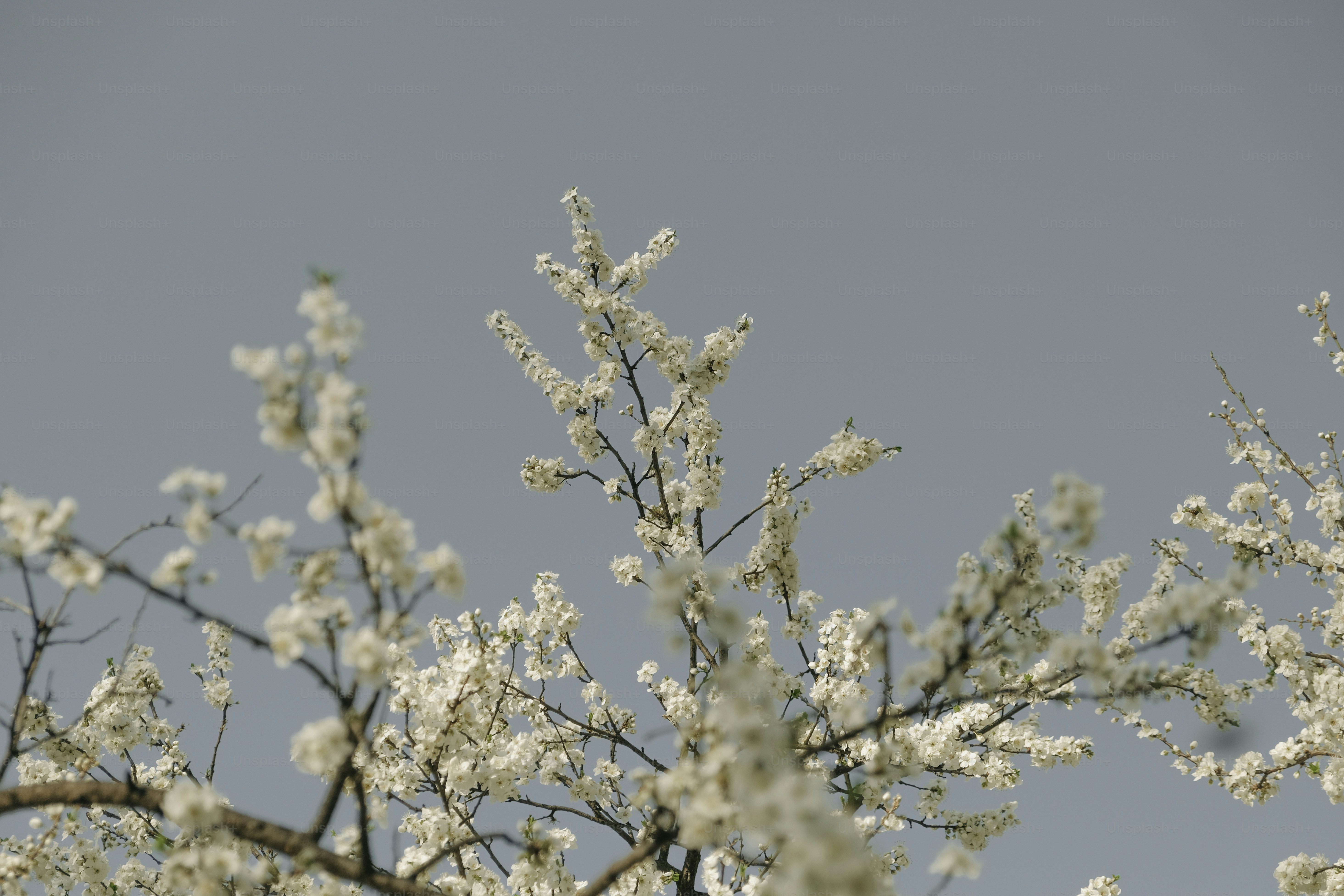 White blossoms bloom against a clear blue sky.
