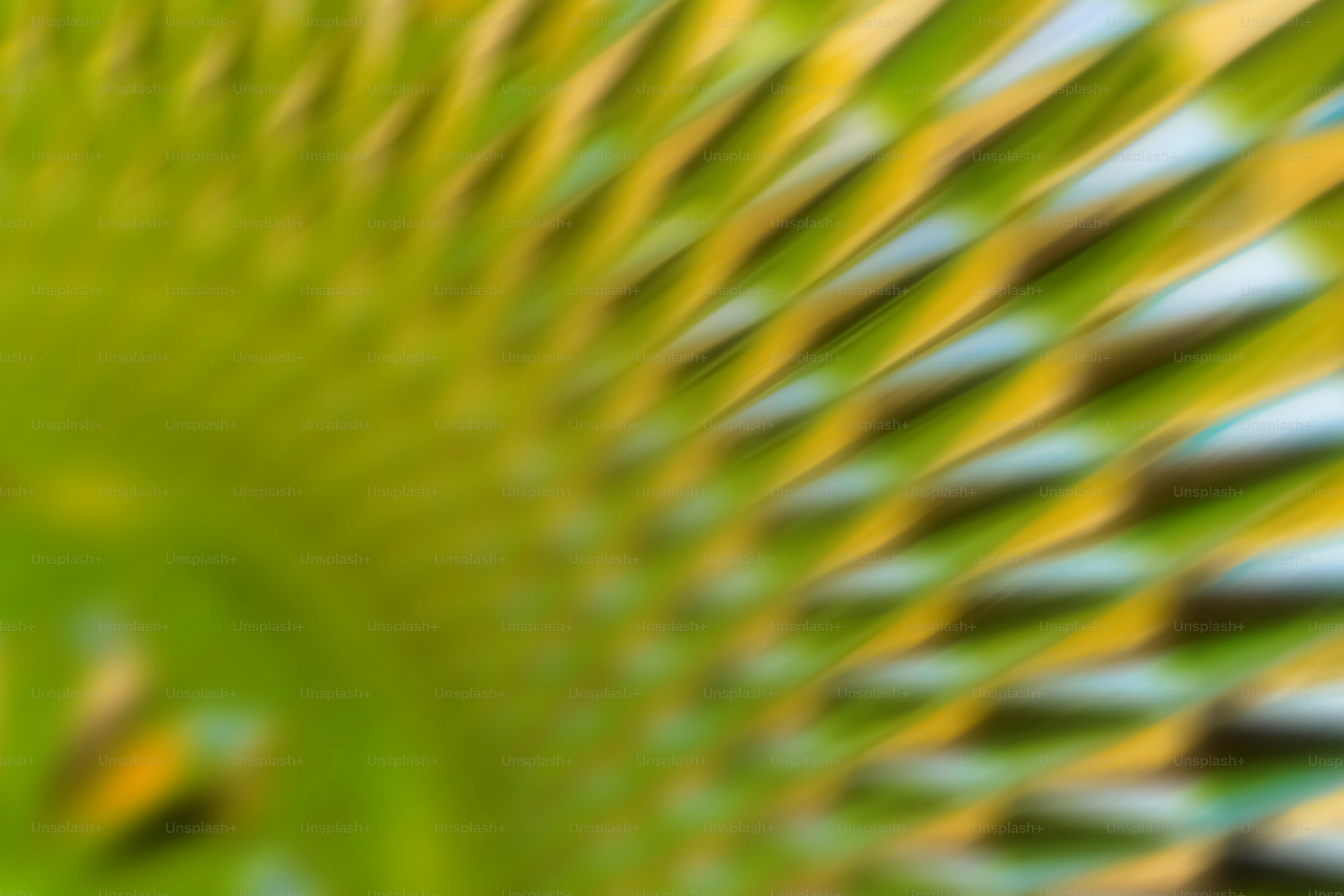 Palm leaves in various shades of green.