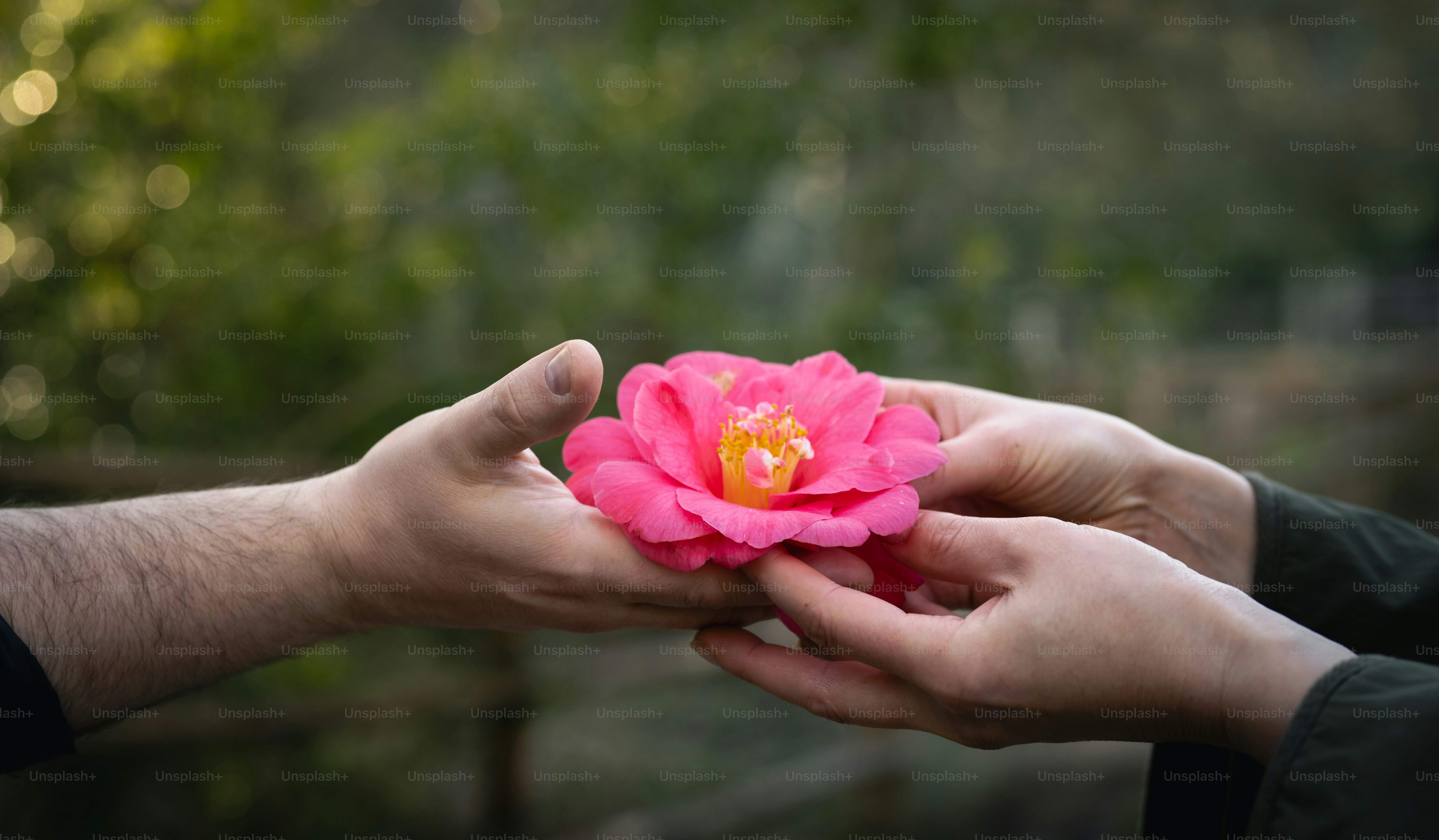 Hands pass a vibrant pink flower.