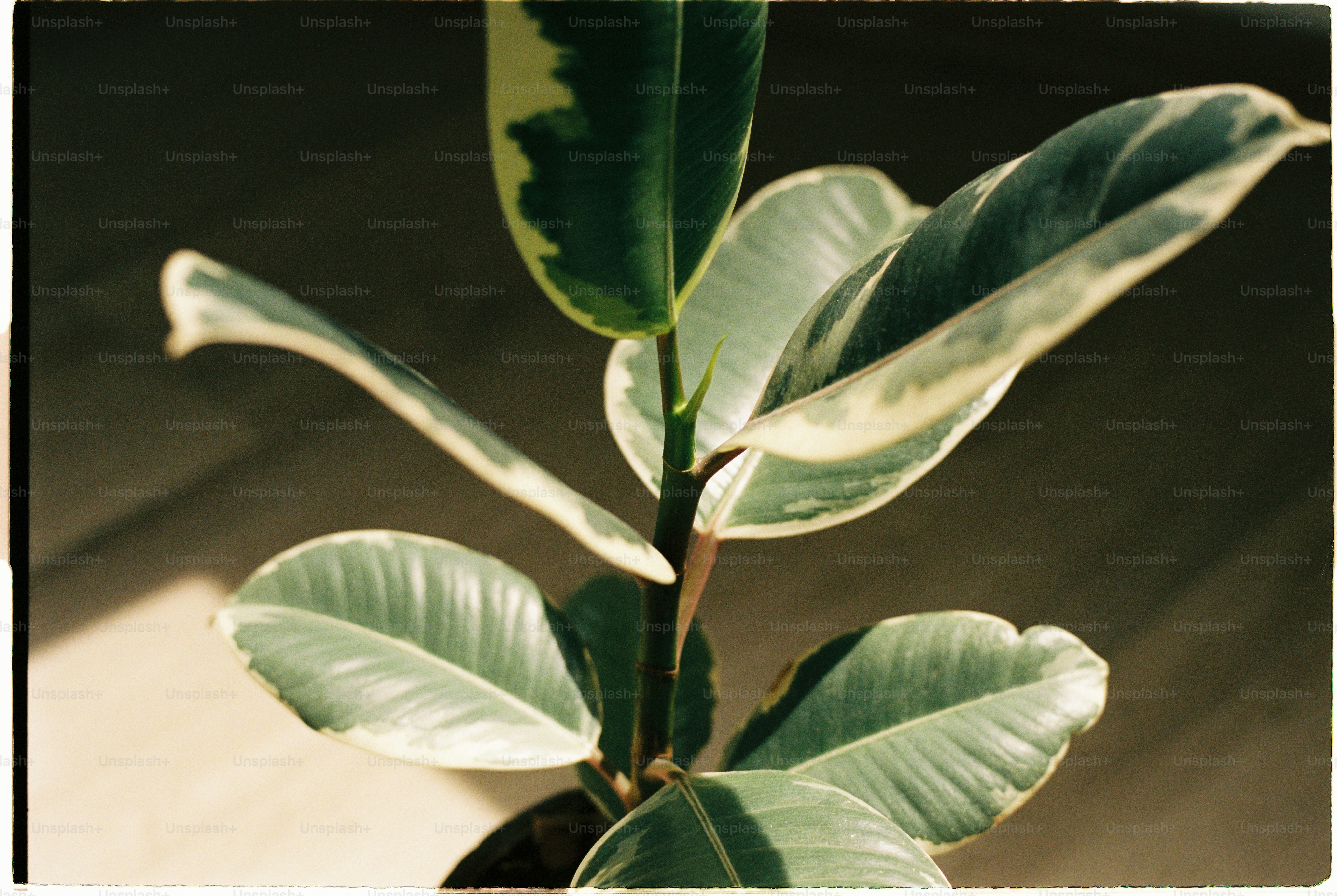 Tanaman karet dengan daun bermotif indah.