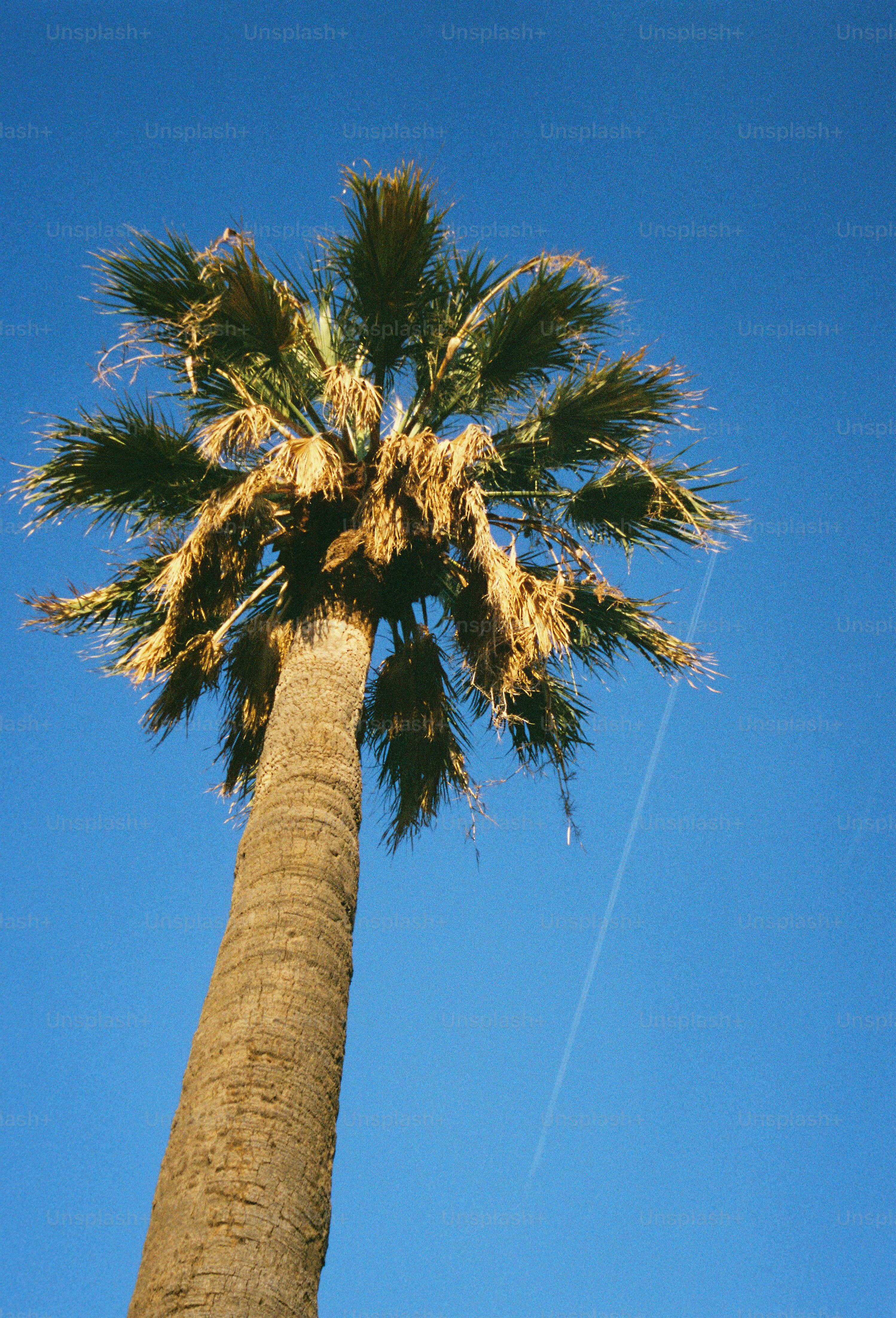 Palm tree against a brilliant, blue sky.
