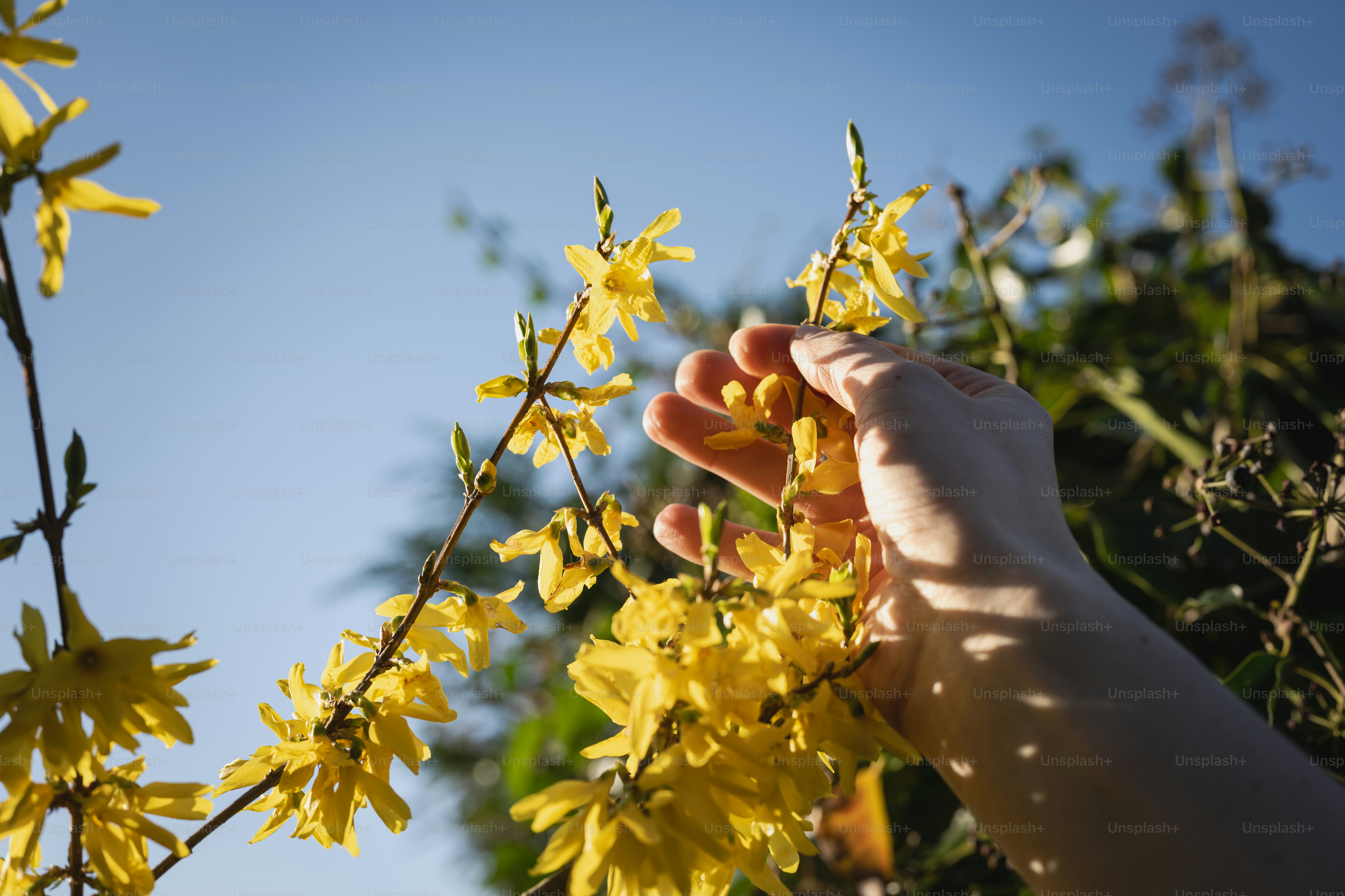 Eine Hand greift nach blühenden gelben Blumen.