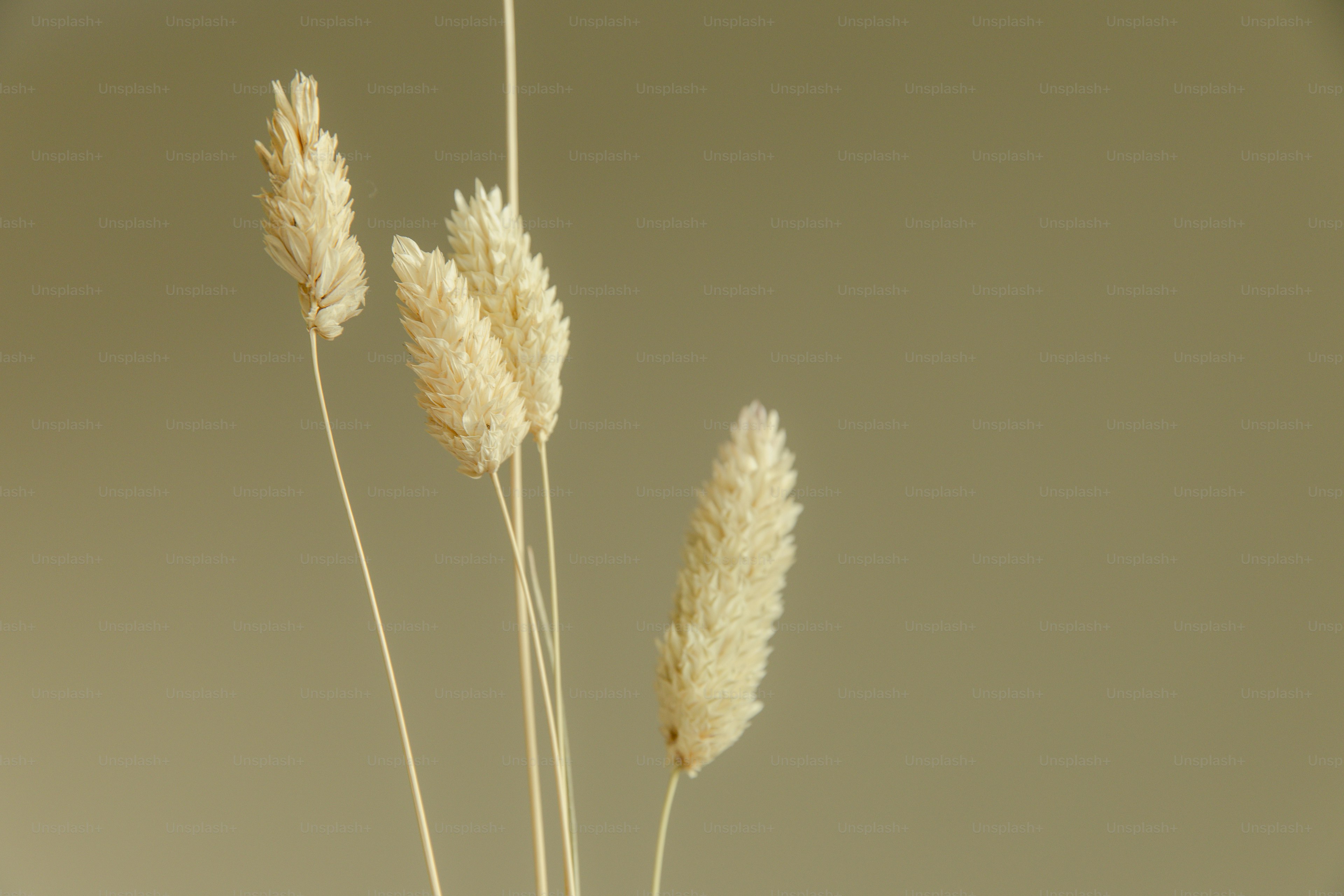 Dried wheat stems against a neutral background.