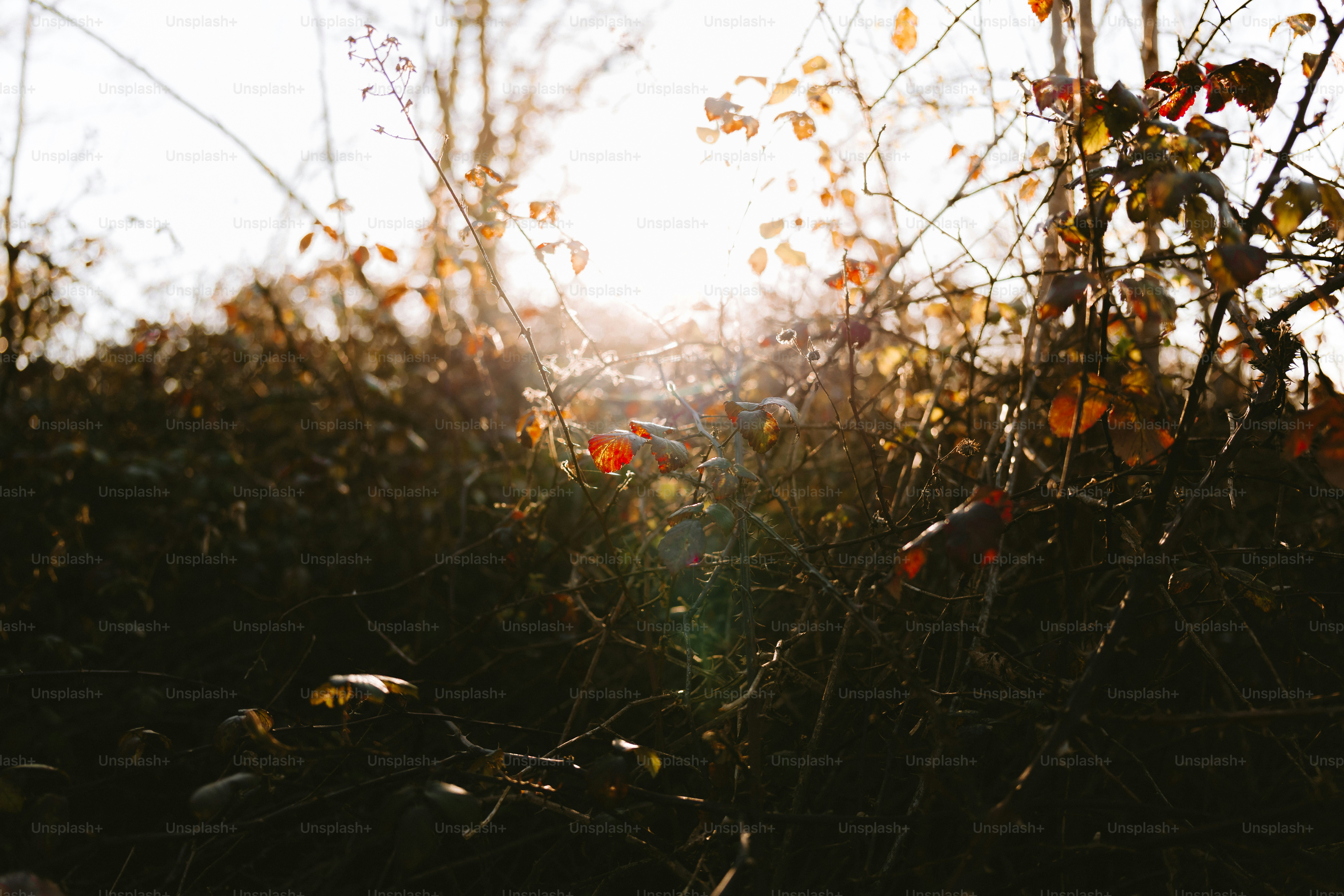 La lumière du soleil brille à travers les branches et le feuillage.