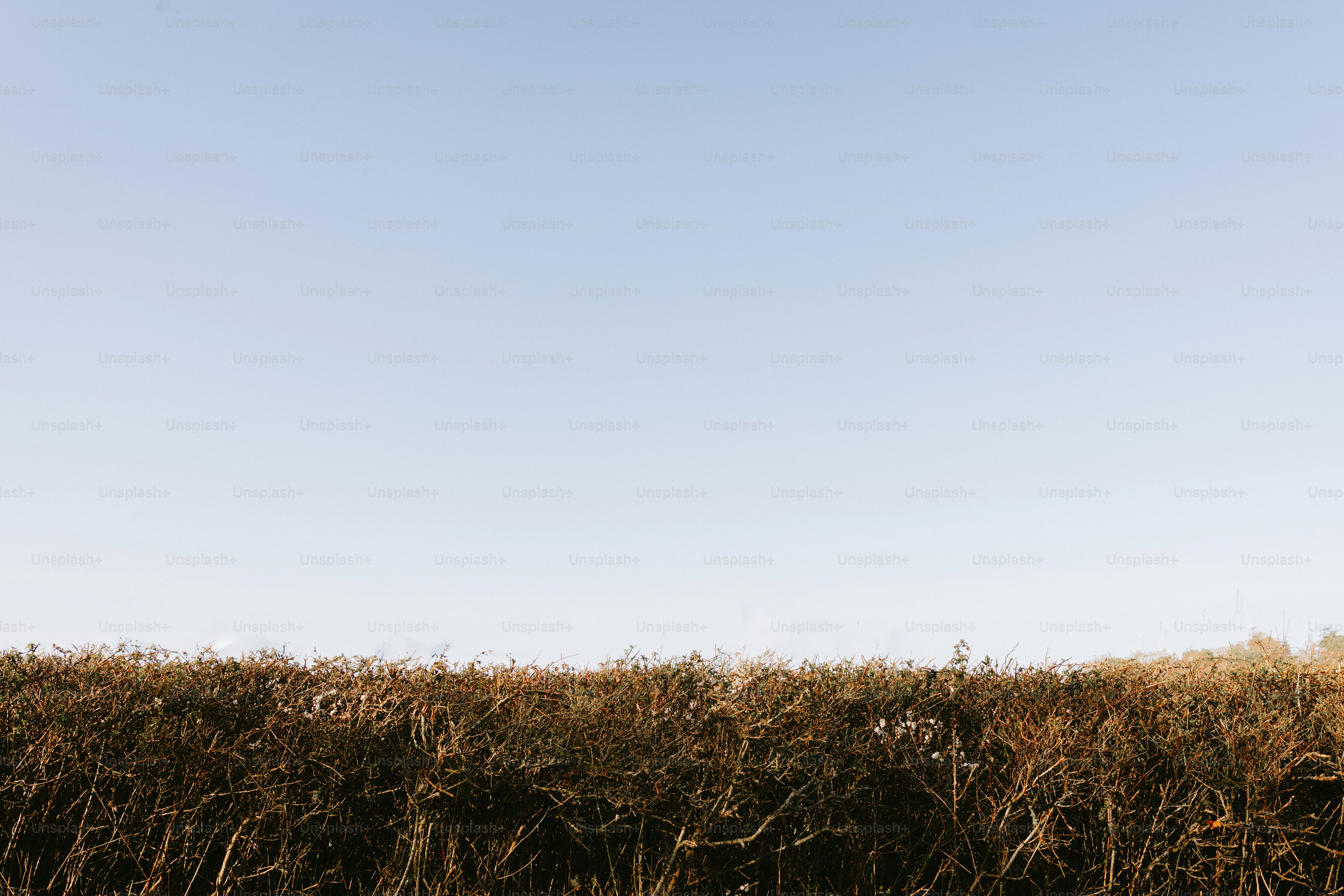 Wheat field under a clear blue sky.