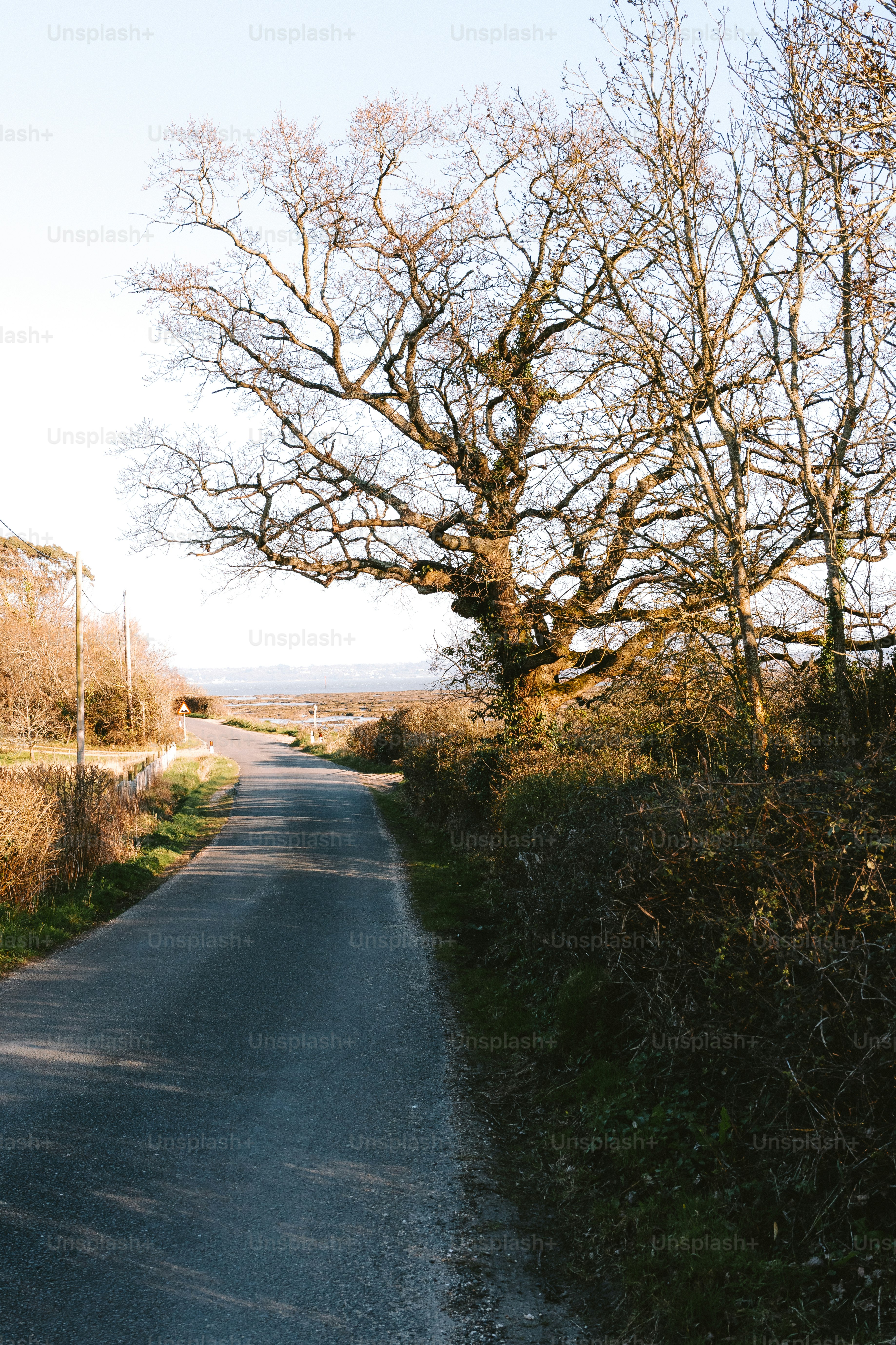 A road leads to a tree in a rural setting