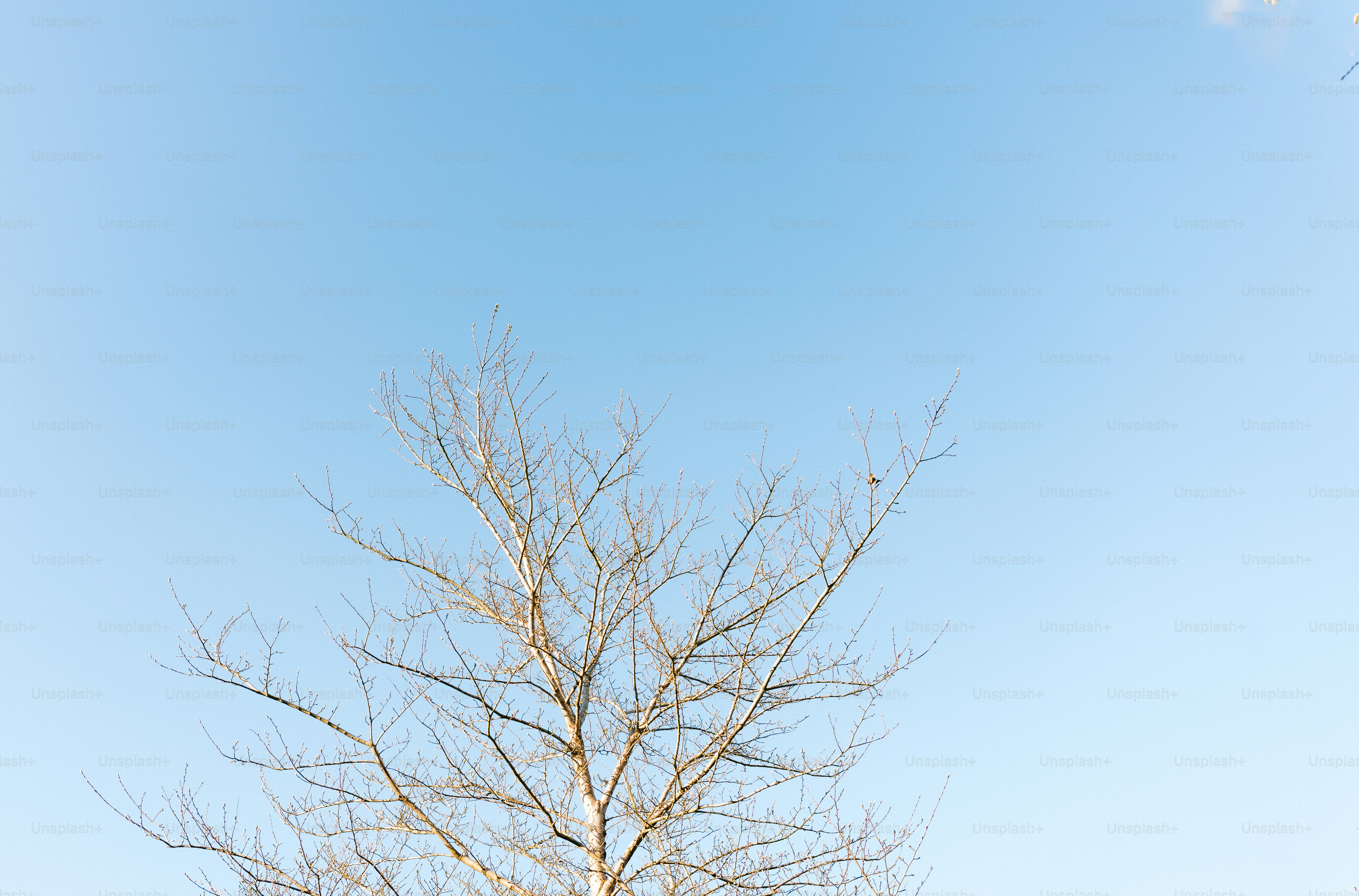 Bare tree branches reach into a bright blue sky.