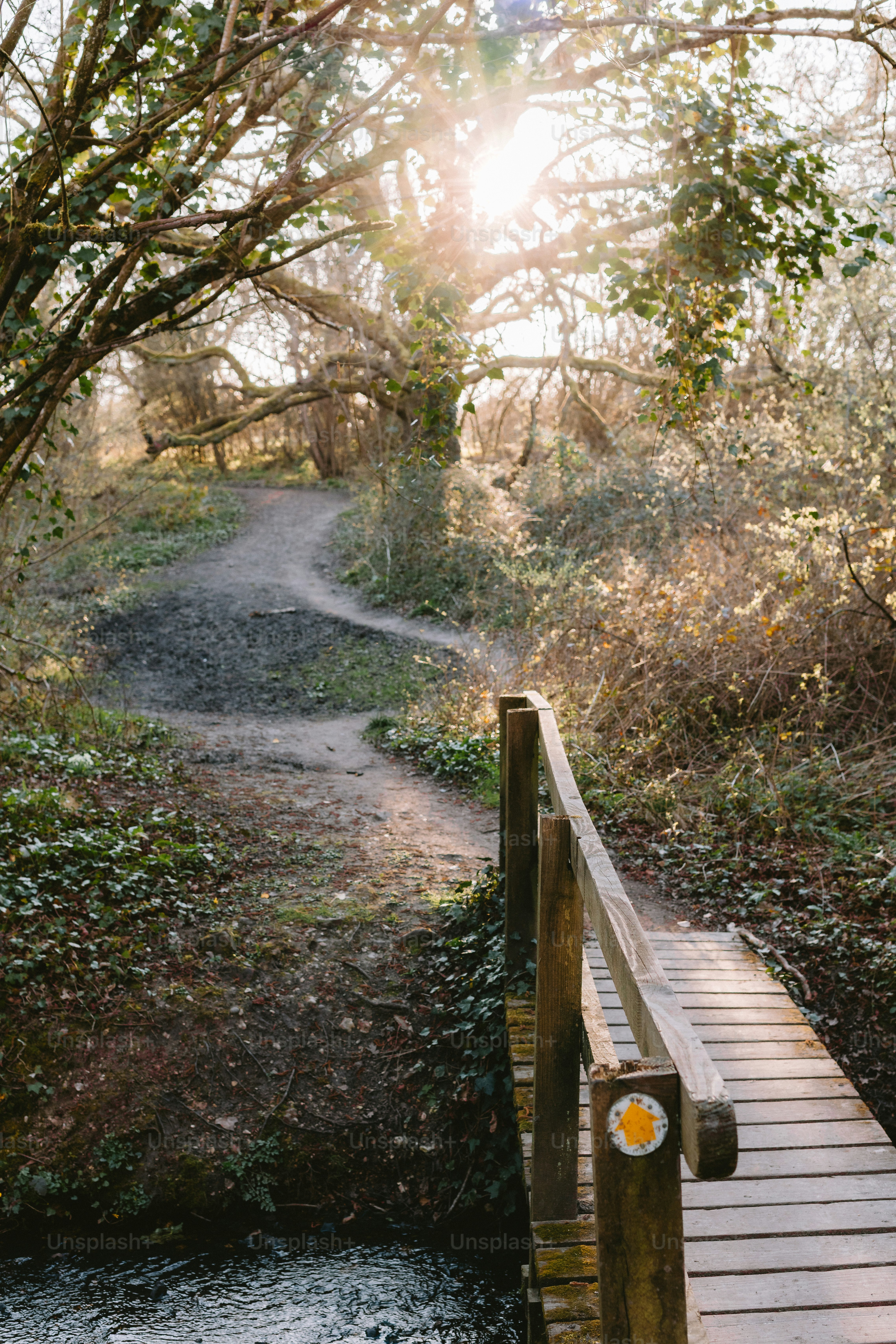 A wooden bridge leads into a sunny forest path.