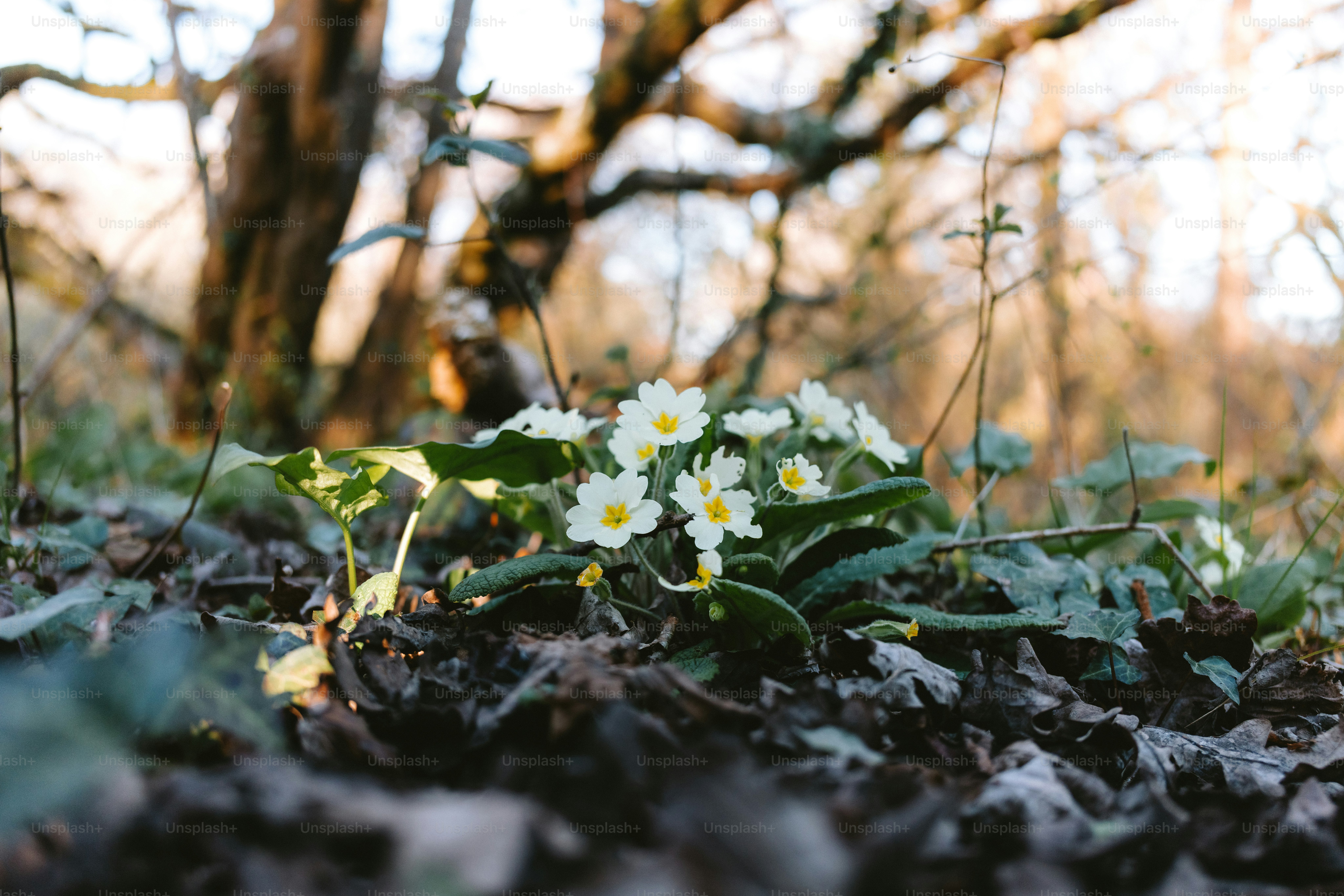 White flowers bloom in a forest clearing.