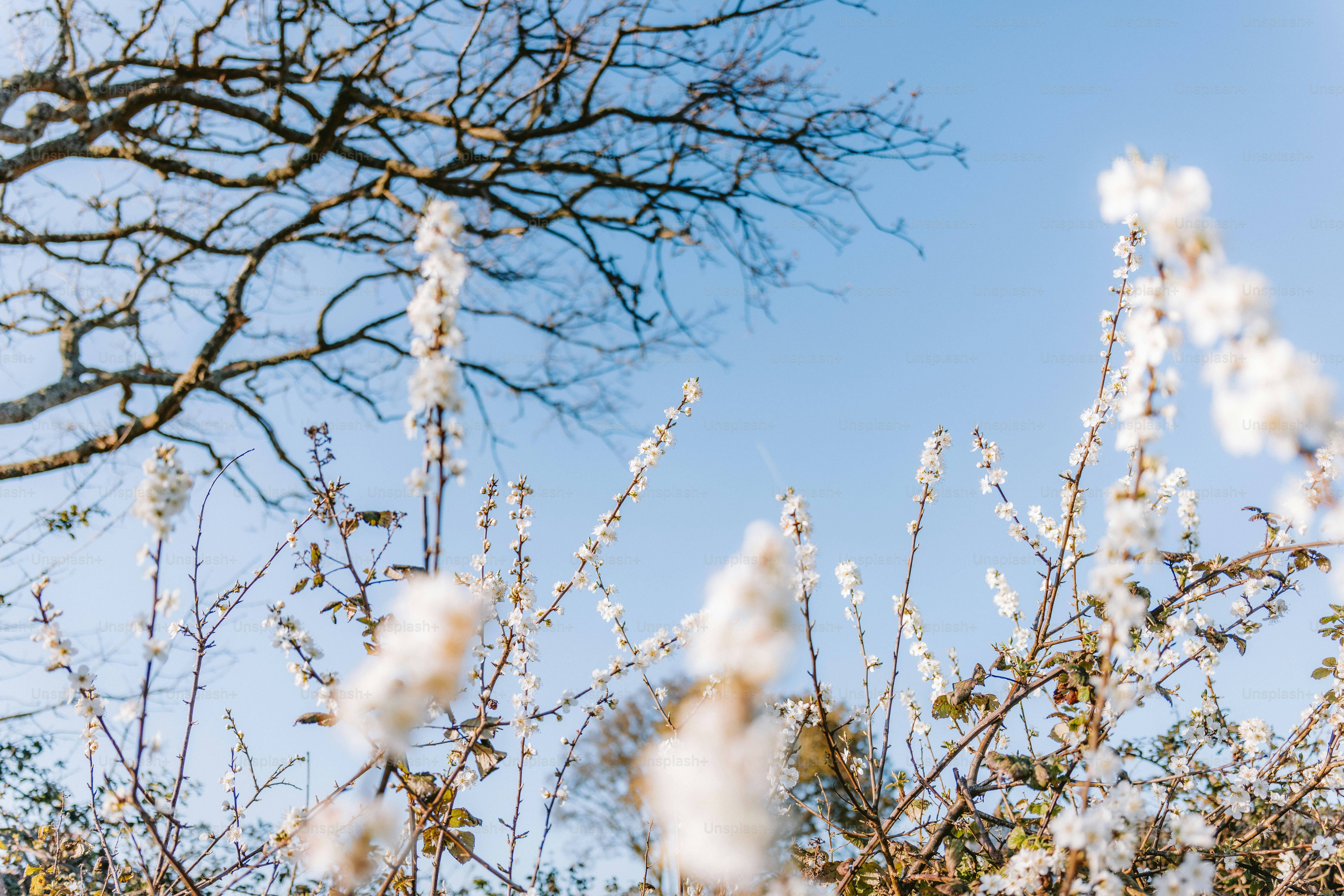 Les plantes duveteuses et les branches d’arbres atteignent le ciel lumineux.