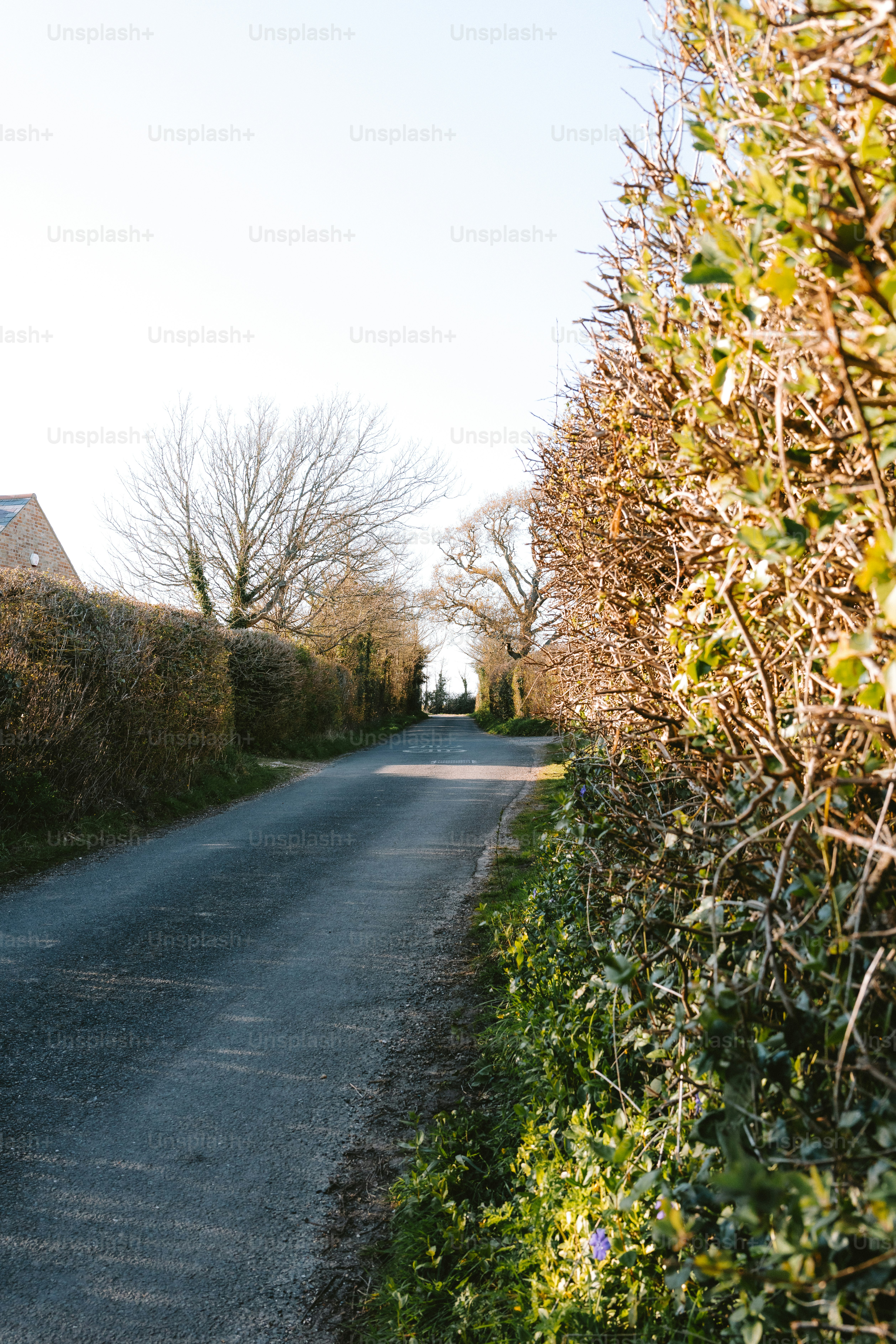 Una strada di campagna attraversa il verde.