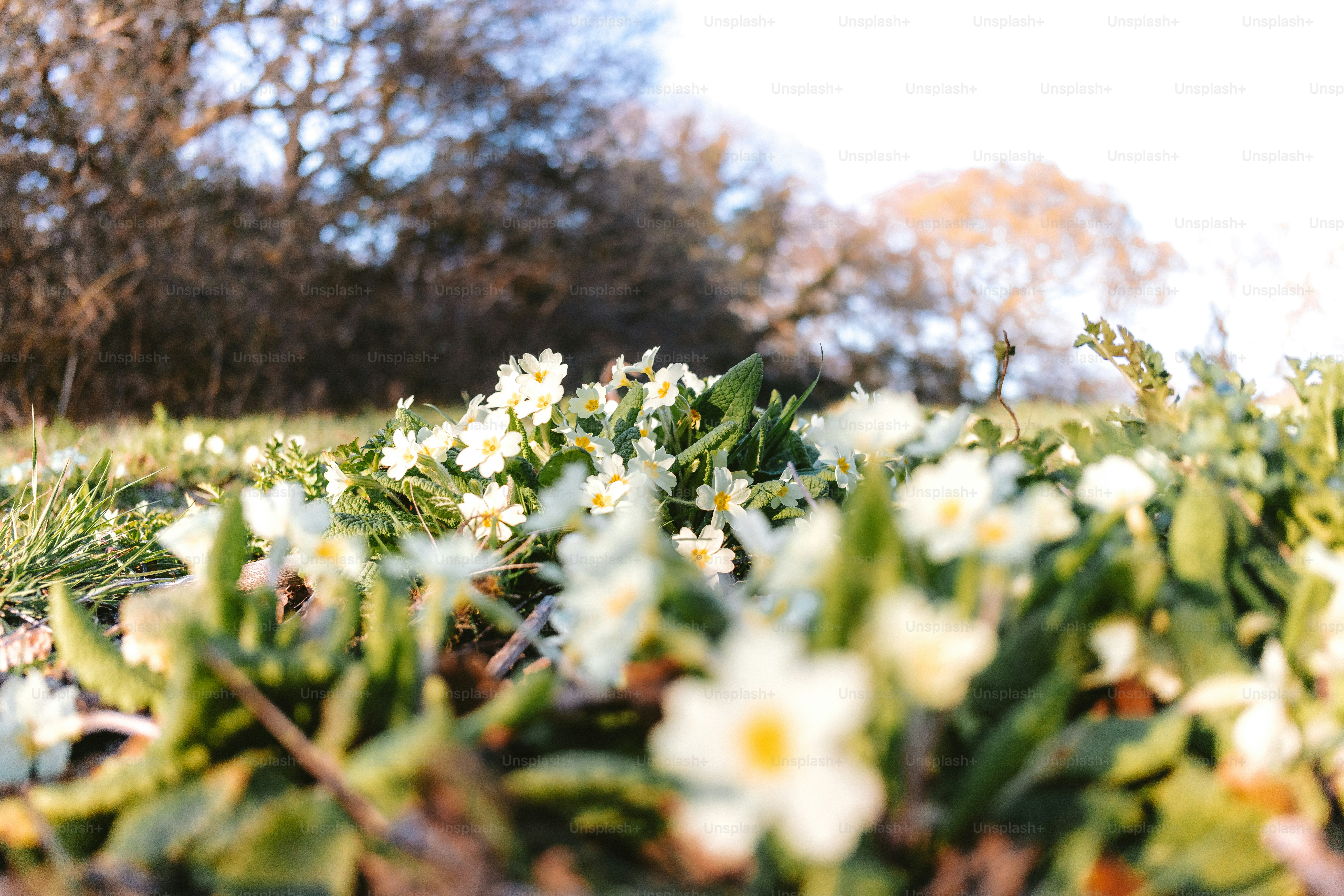 White flowers bloom in a sun-drenched field.