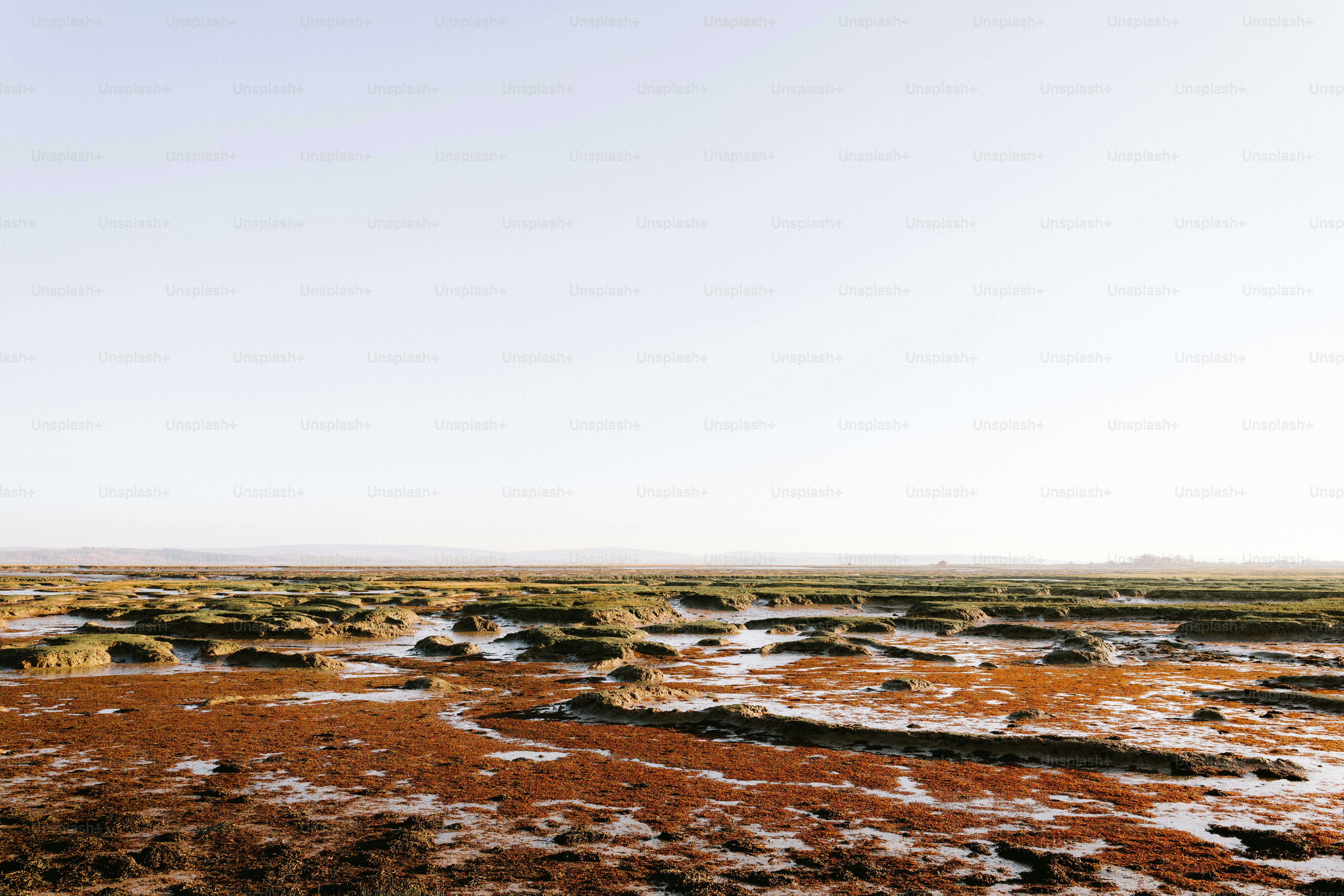 An open, bright, and natural marsh landscape.