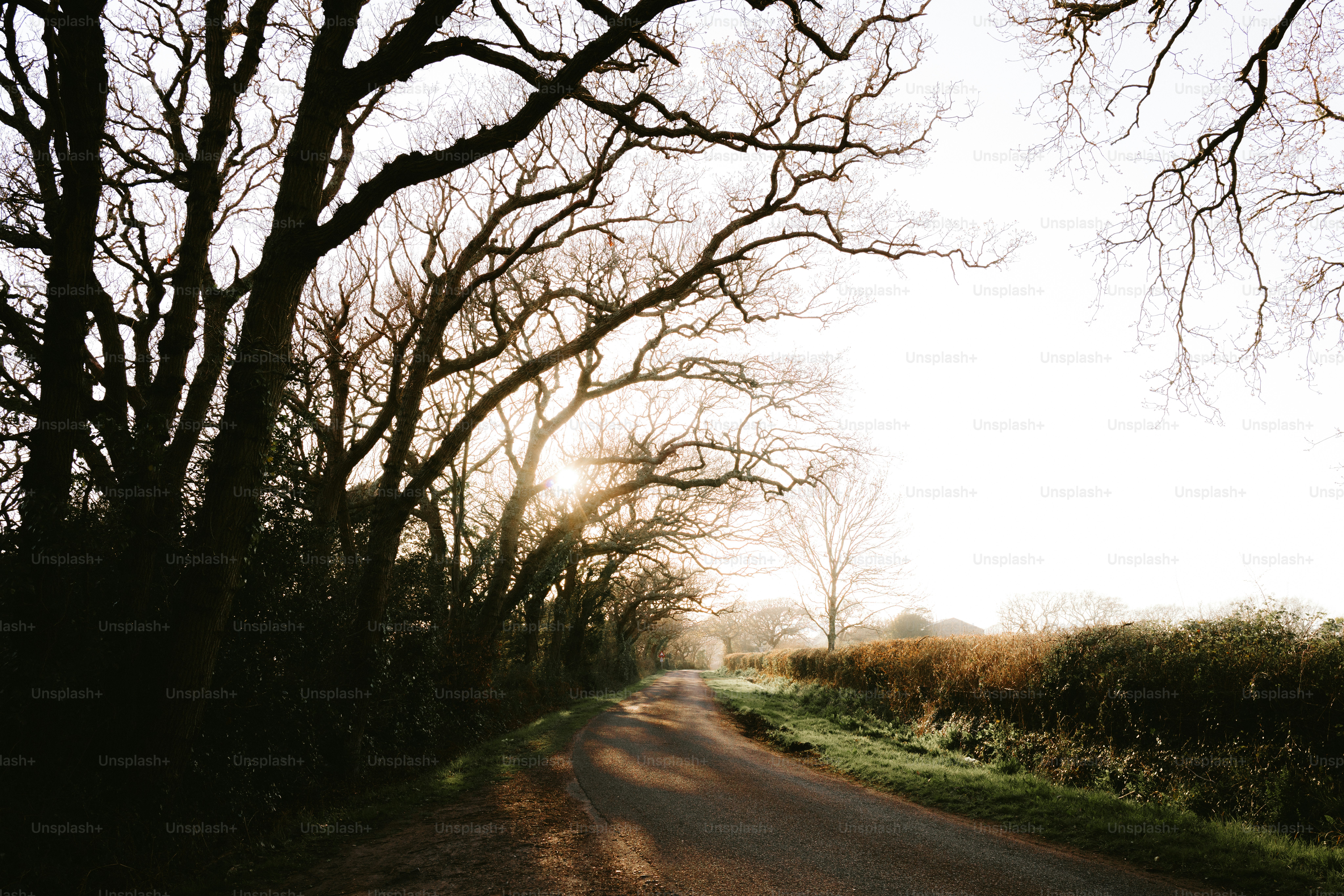 A road winds through a forest with sunlight.