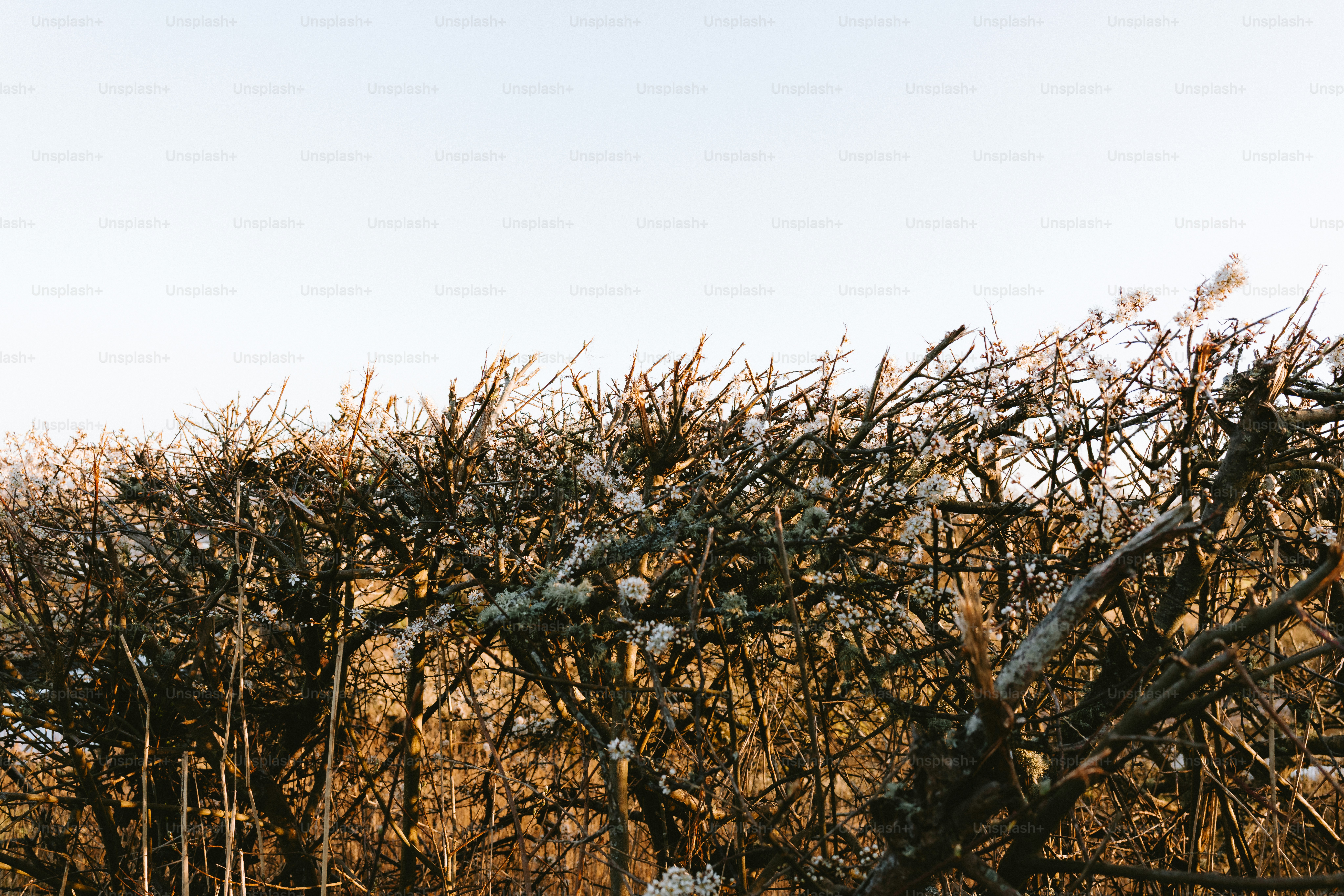 Frosted trees and a clear, bright sky.