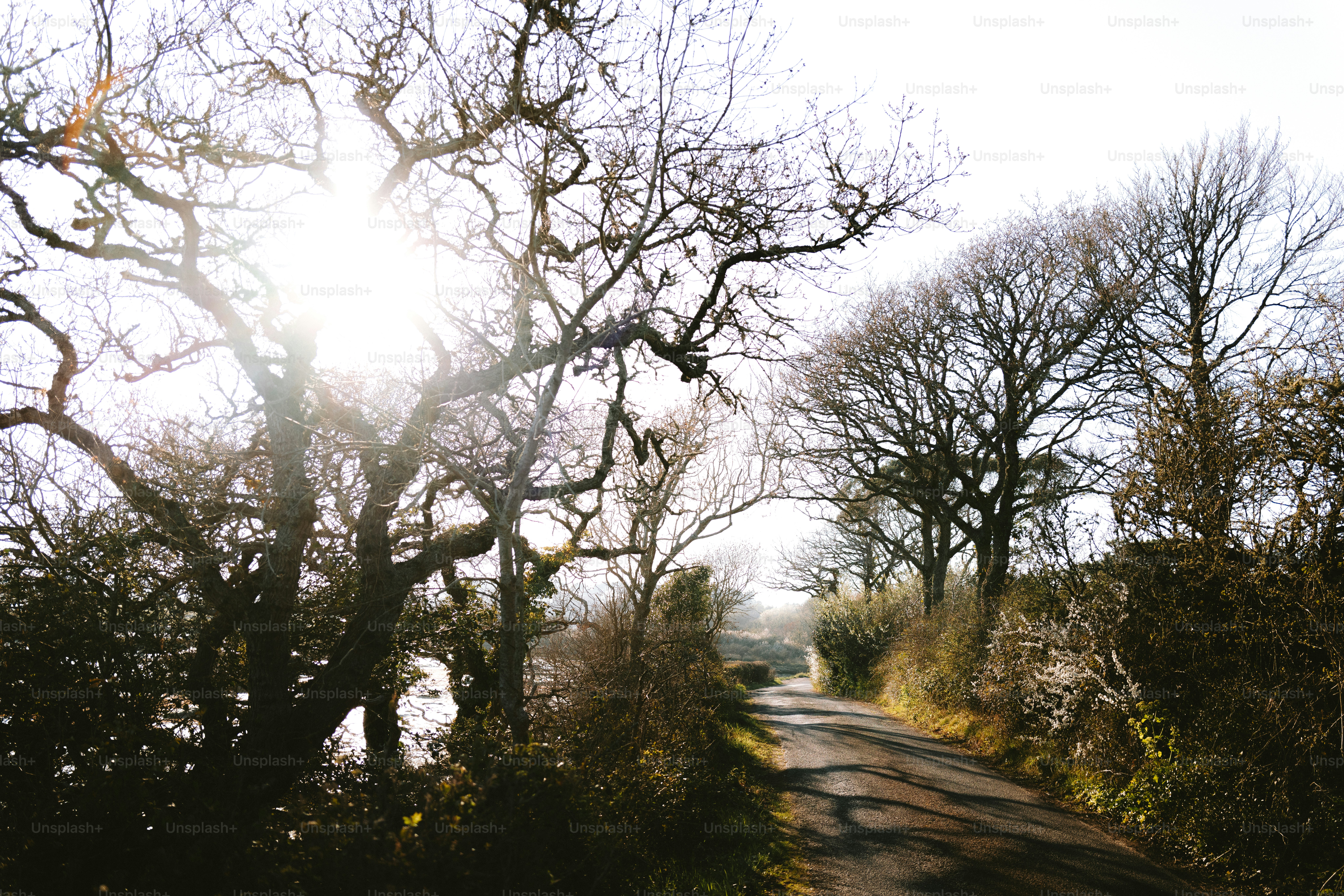 Sunlight shines through trees over a country road.