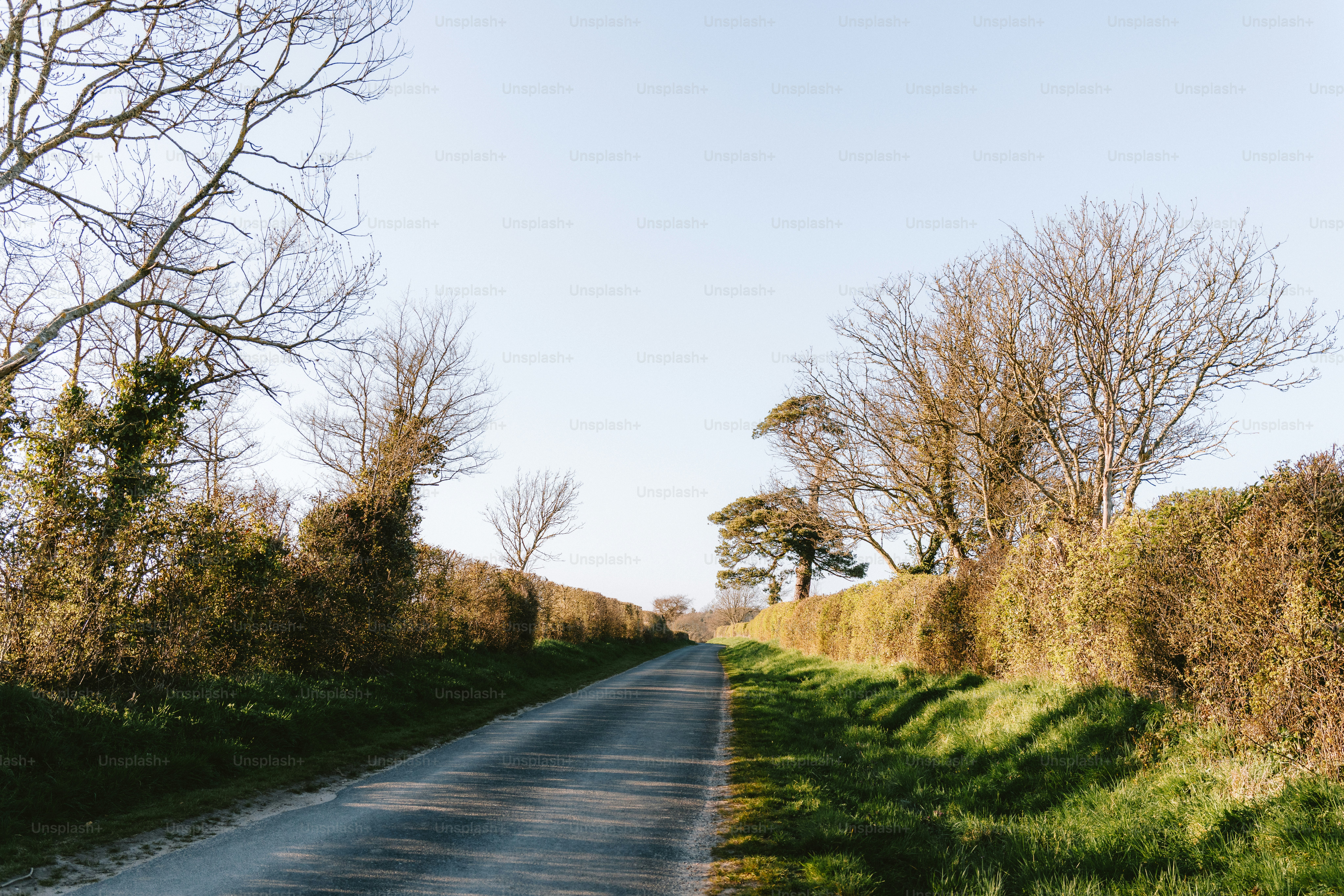 A road lined with hedges and bare trees.