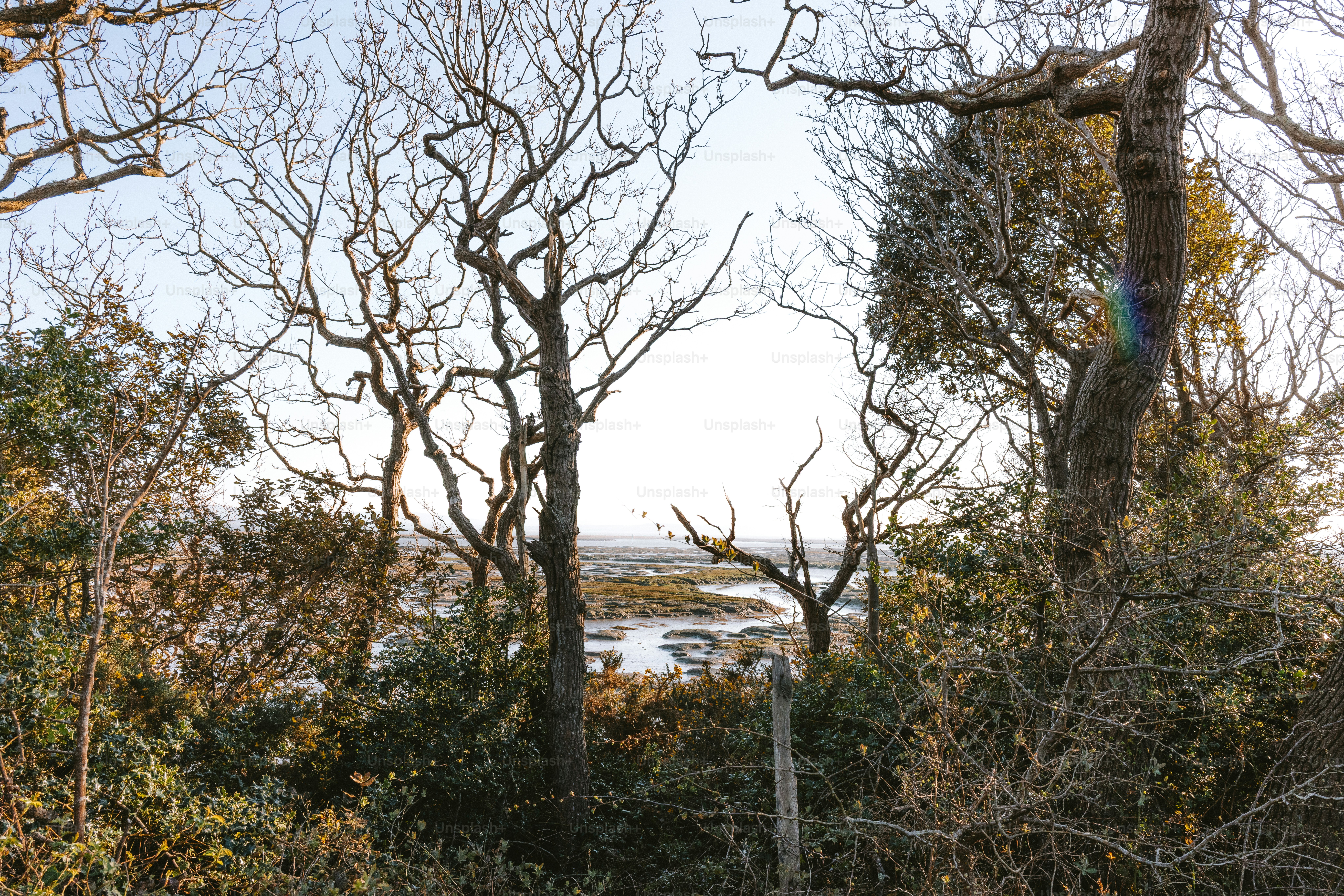 Bare trees overlook a tranquil coastal landscape.