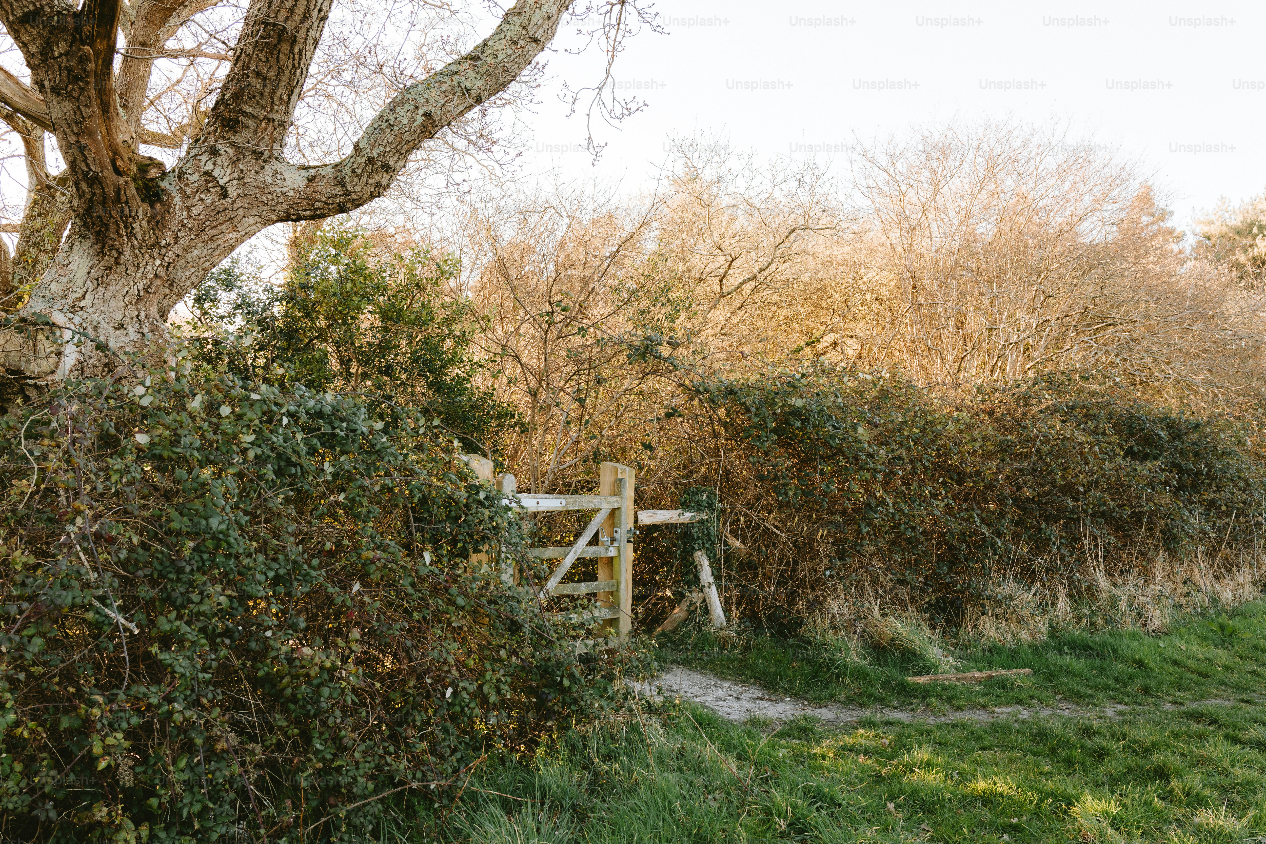 A wooden gate leads into overgrown greenery.