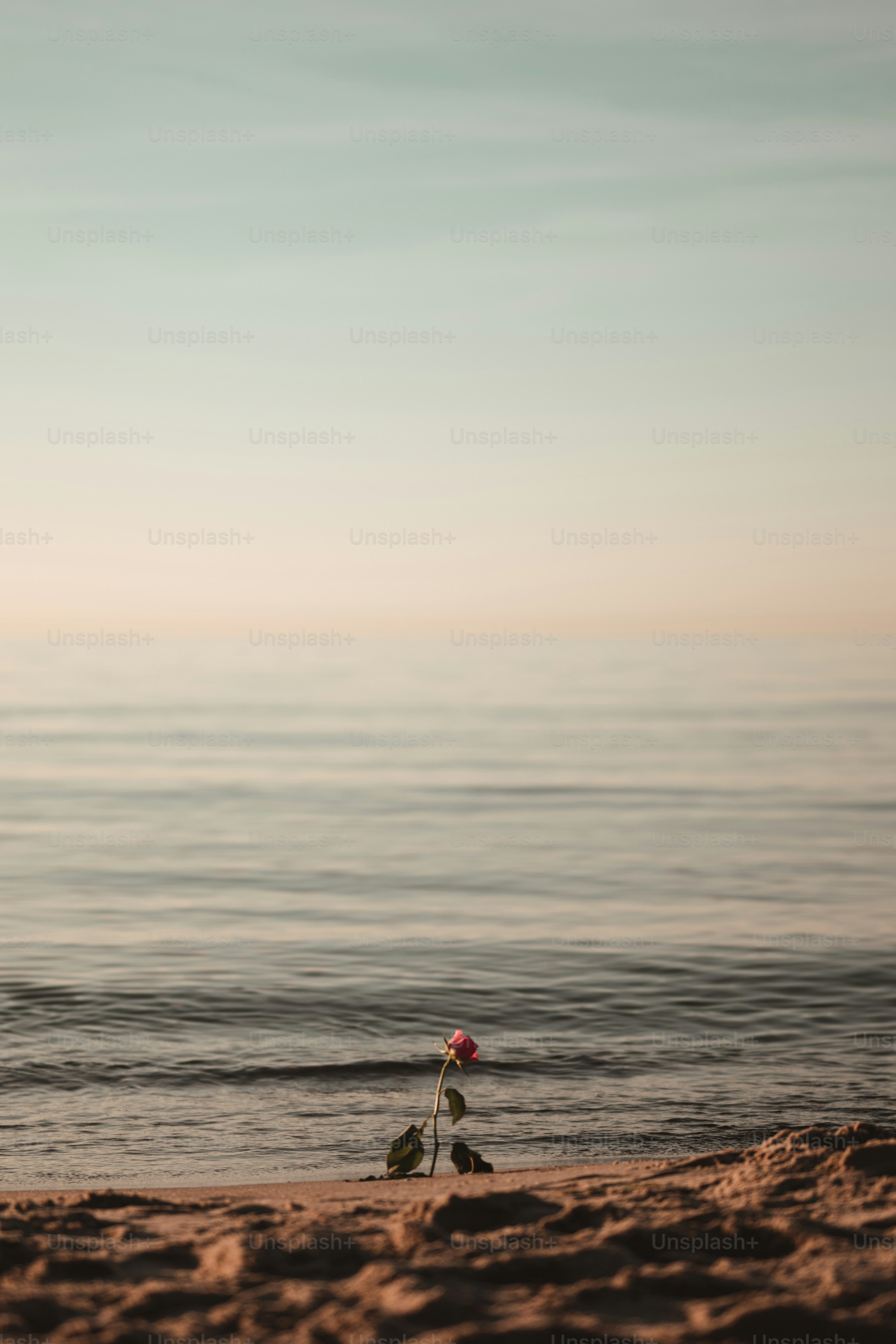 Une seule rose se trouve sur la plage.